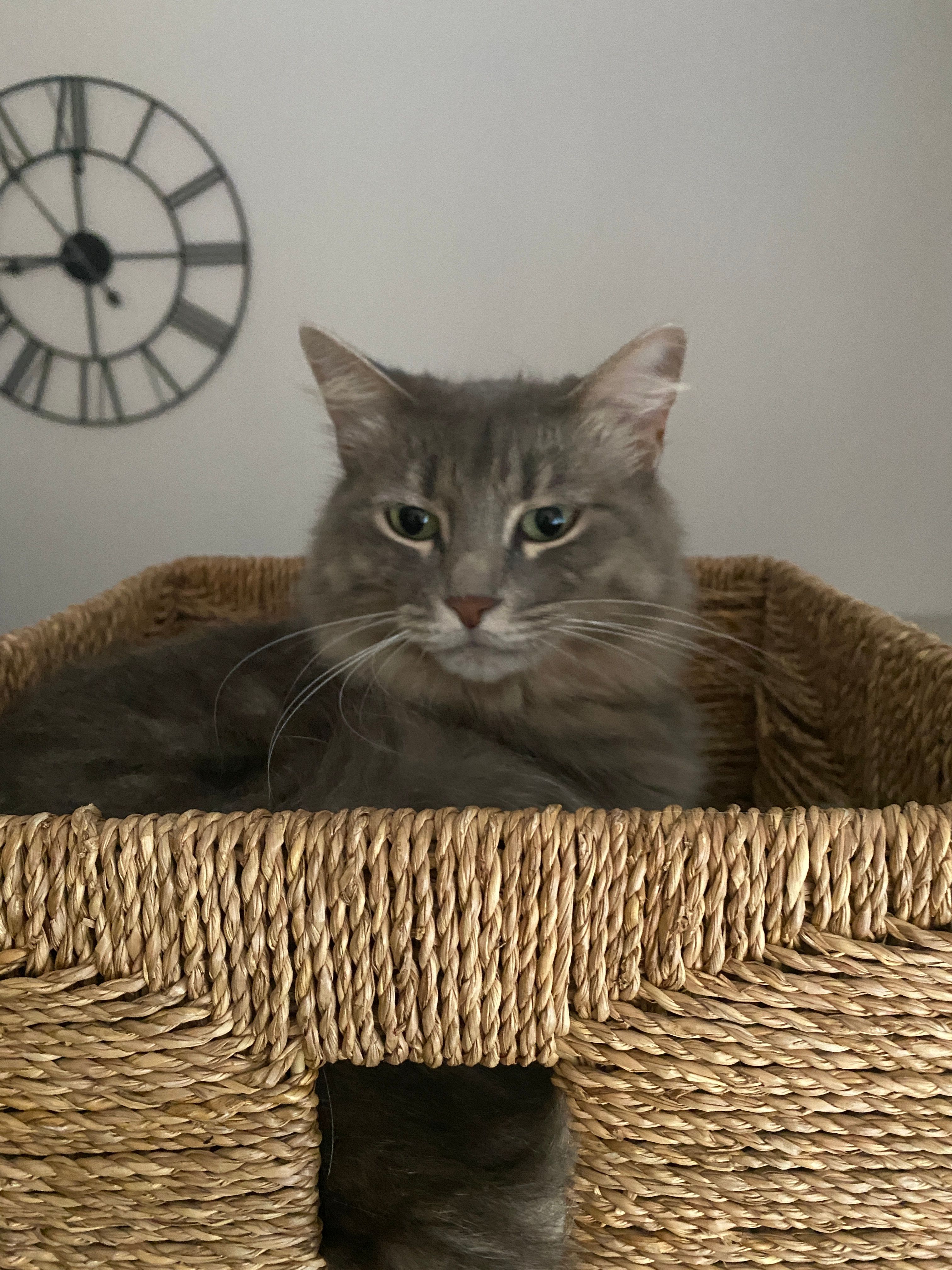 Ollie - Rue Cotelier, Nîmes