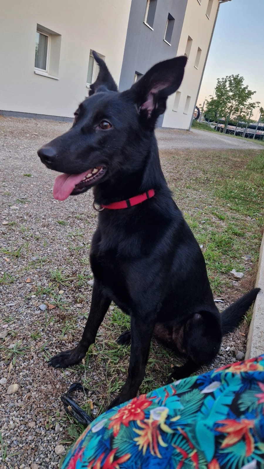 Tallys - 16 Rue du Périgord, Wittenheim