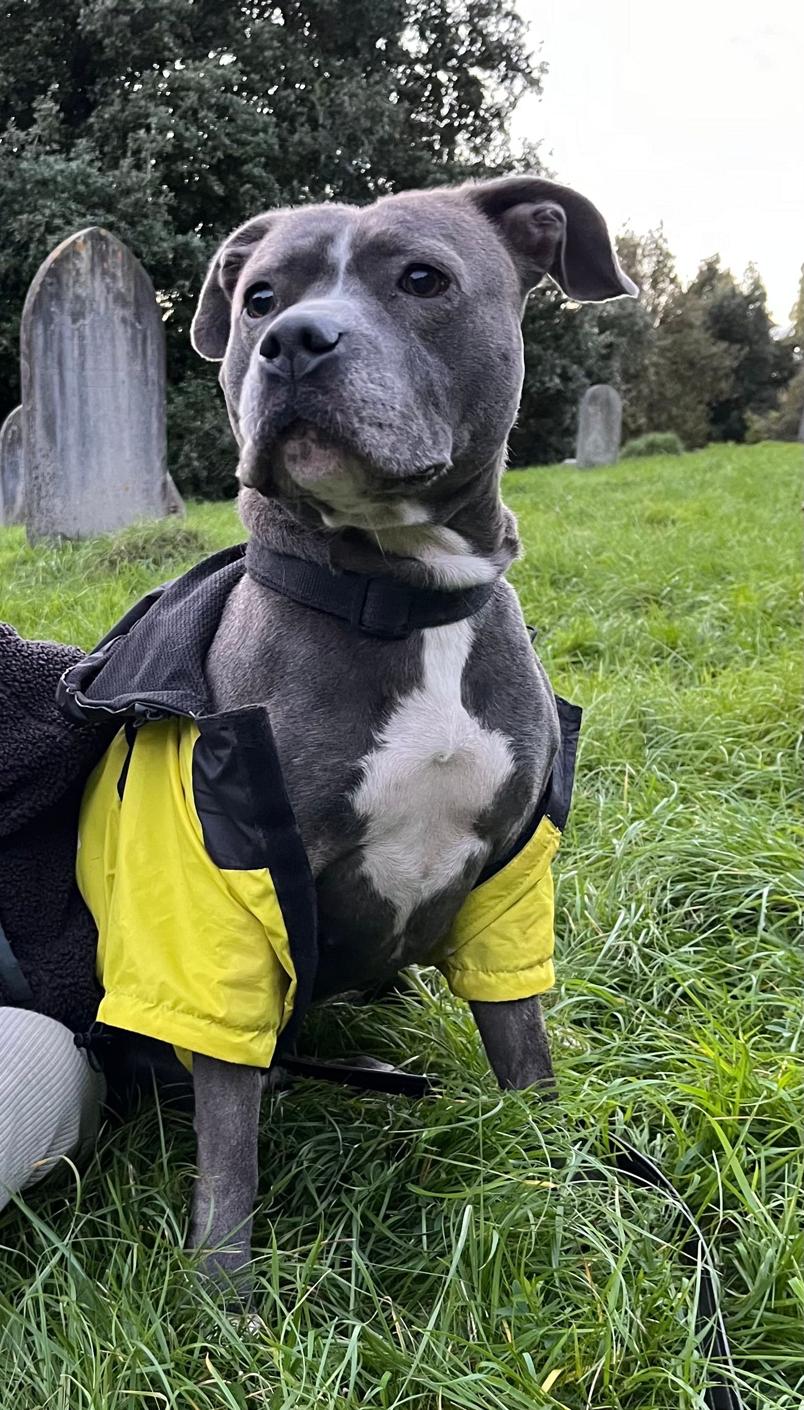 Bonnie - Windsor Court, Bath