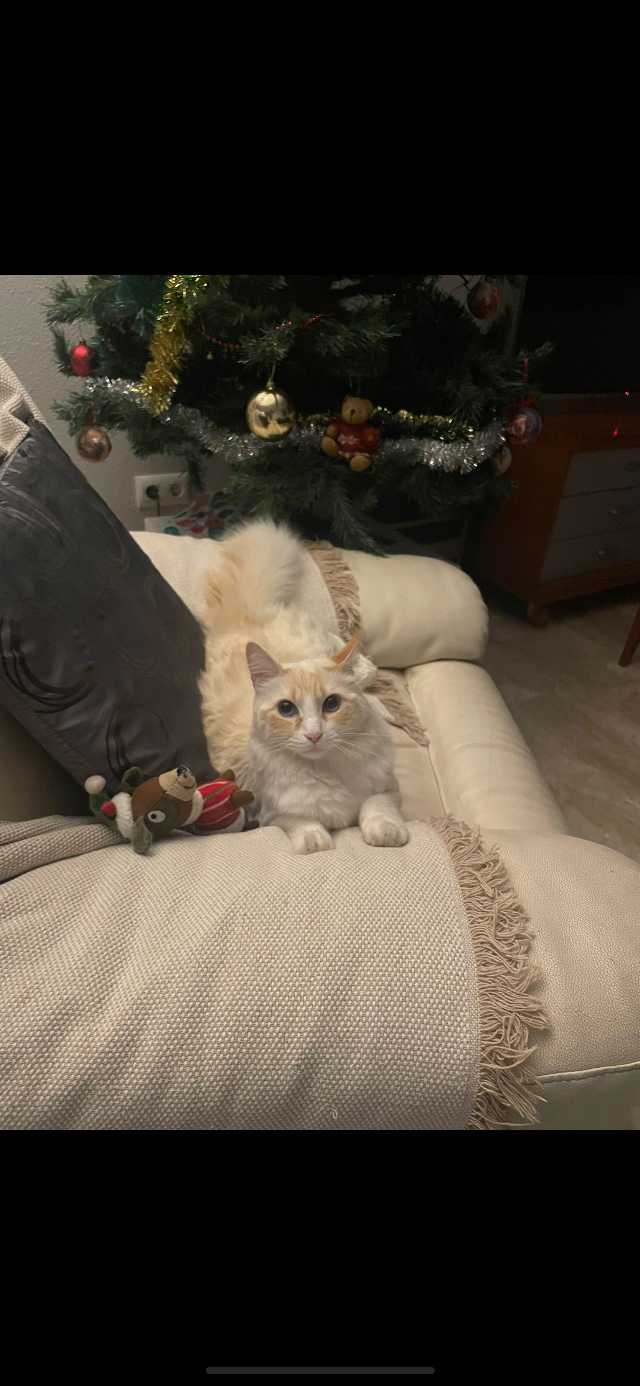 Alvin - Carrer Venerable Maria Navarro, Almàssera