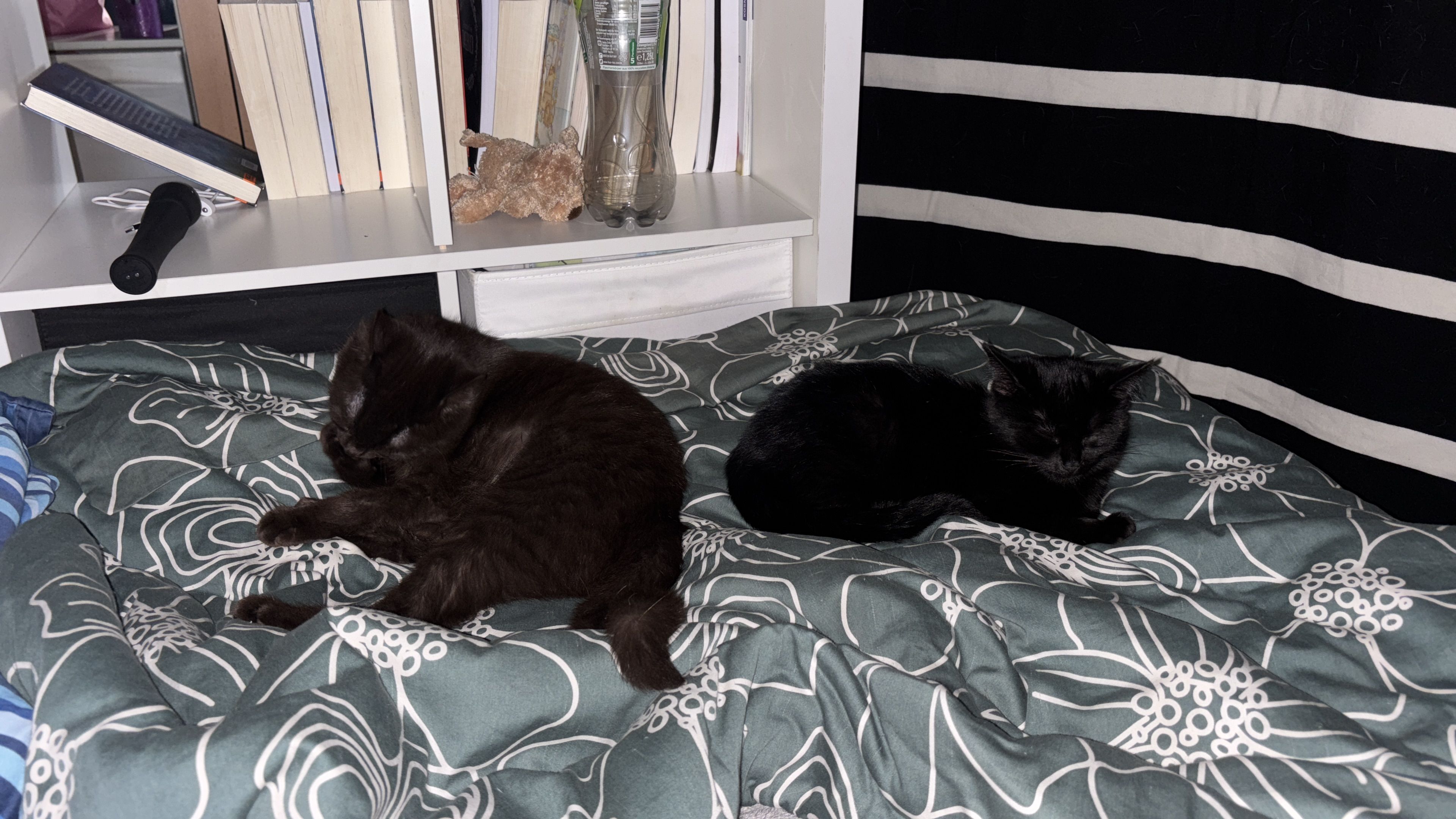 Bailey und bounty  - Rosenheimer Straße, Brannenburg