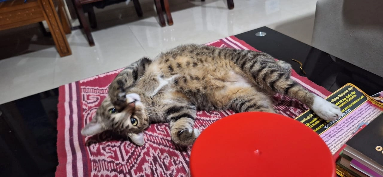 Bhairav - 47500, Subang Jaya