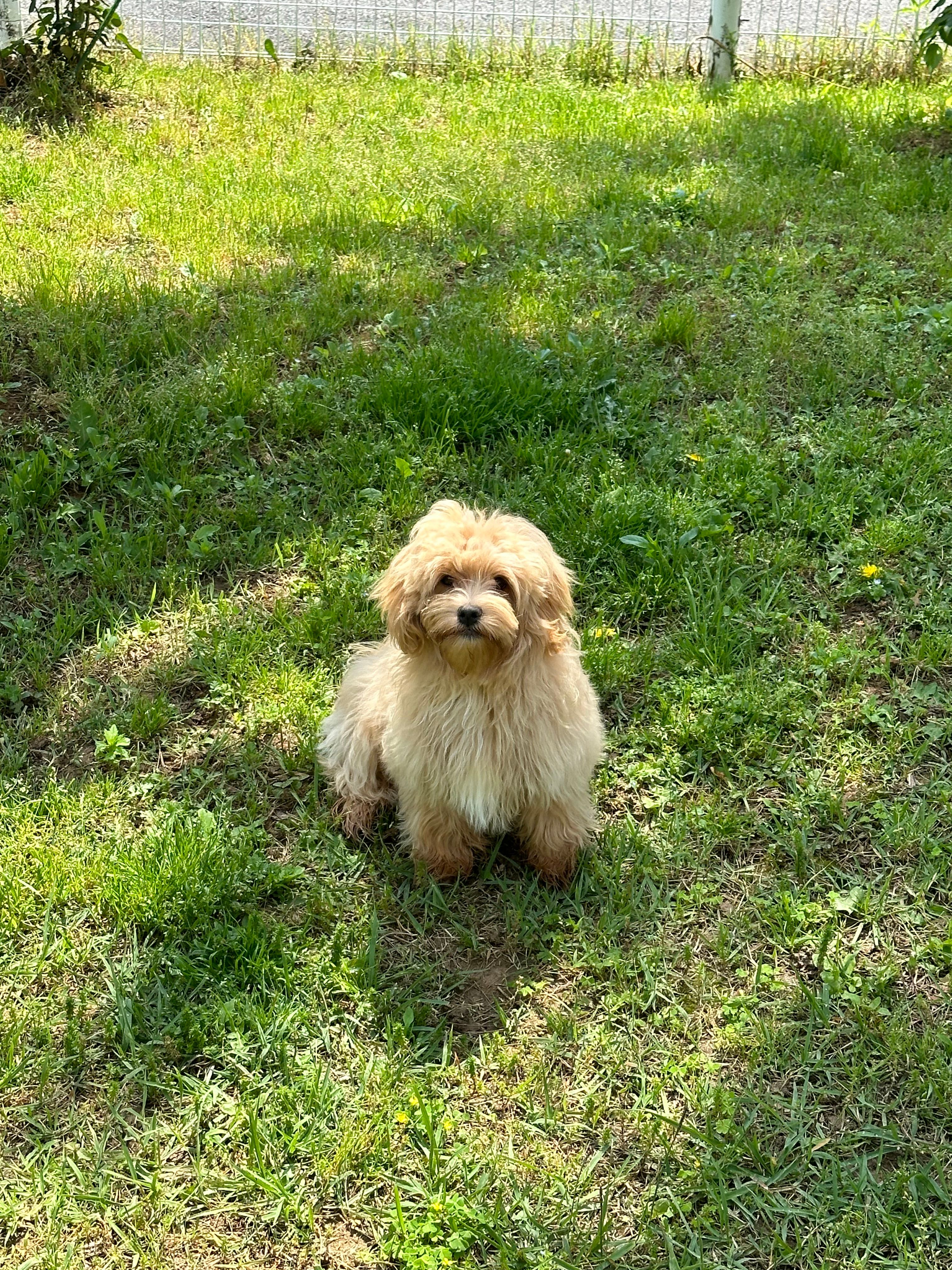 Teddy  - 팽성남로, Pyeongtaek