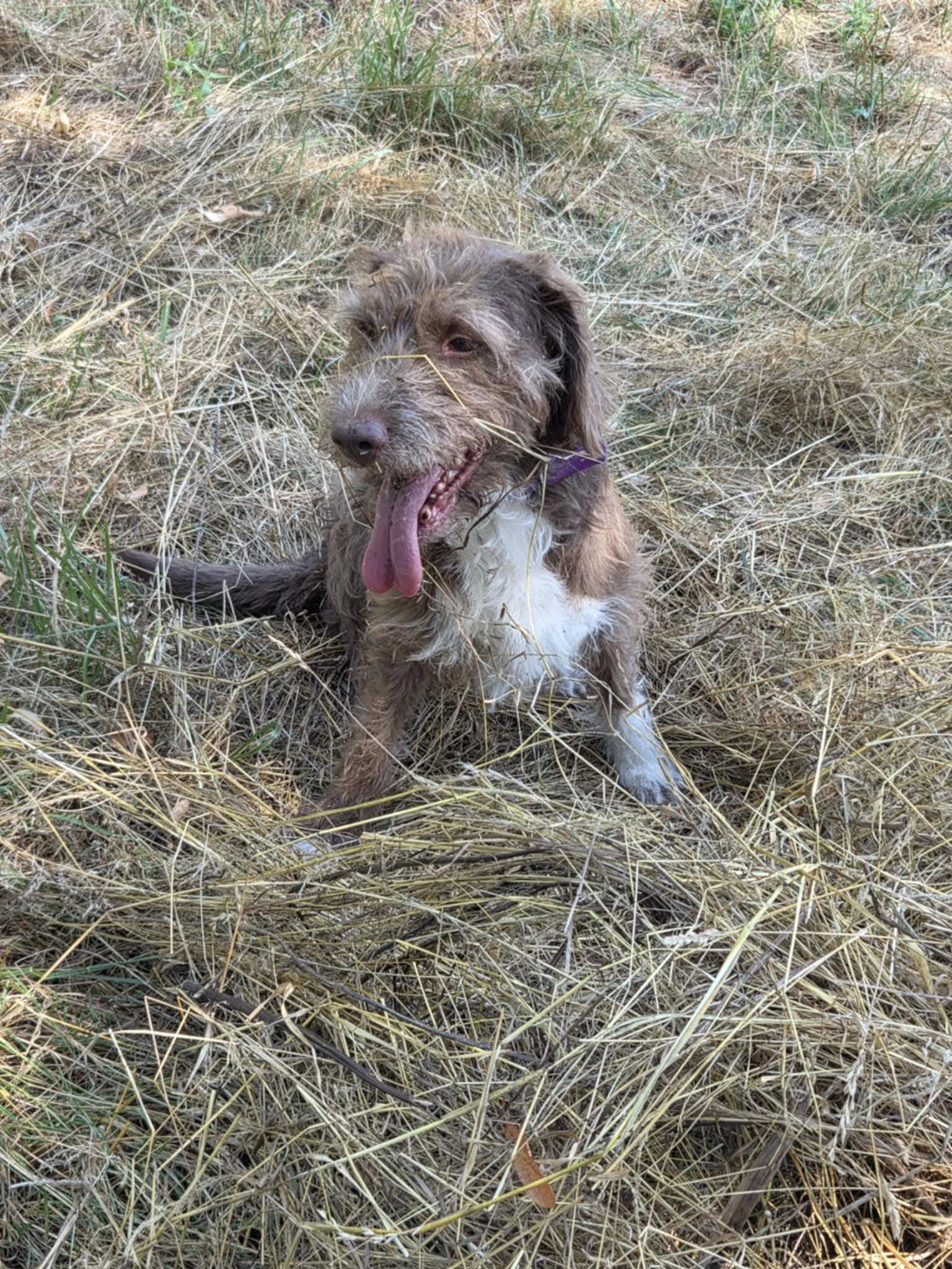 Juliette - Jardin de la Boissière, Rosny-sous-Bois