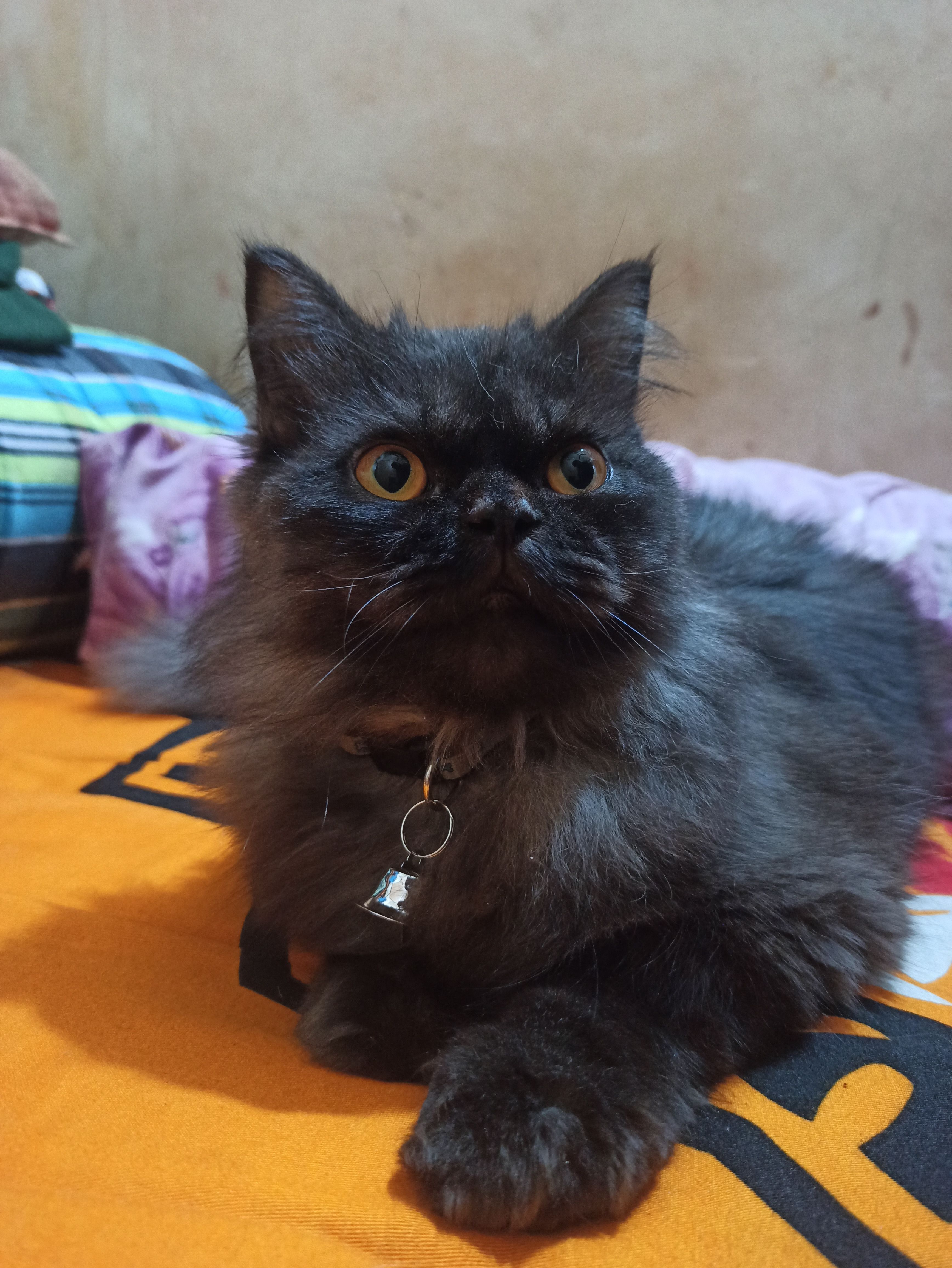 Kibo - Khilgaon Thana, Dhaka