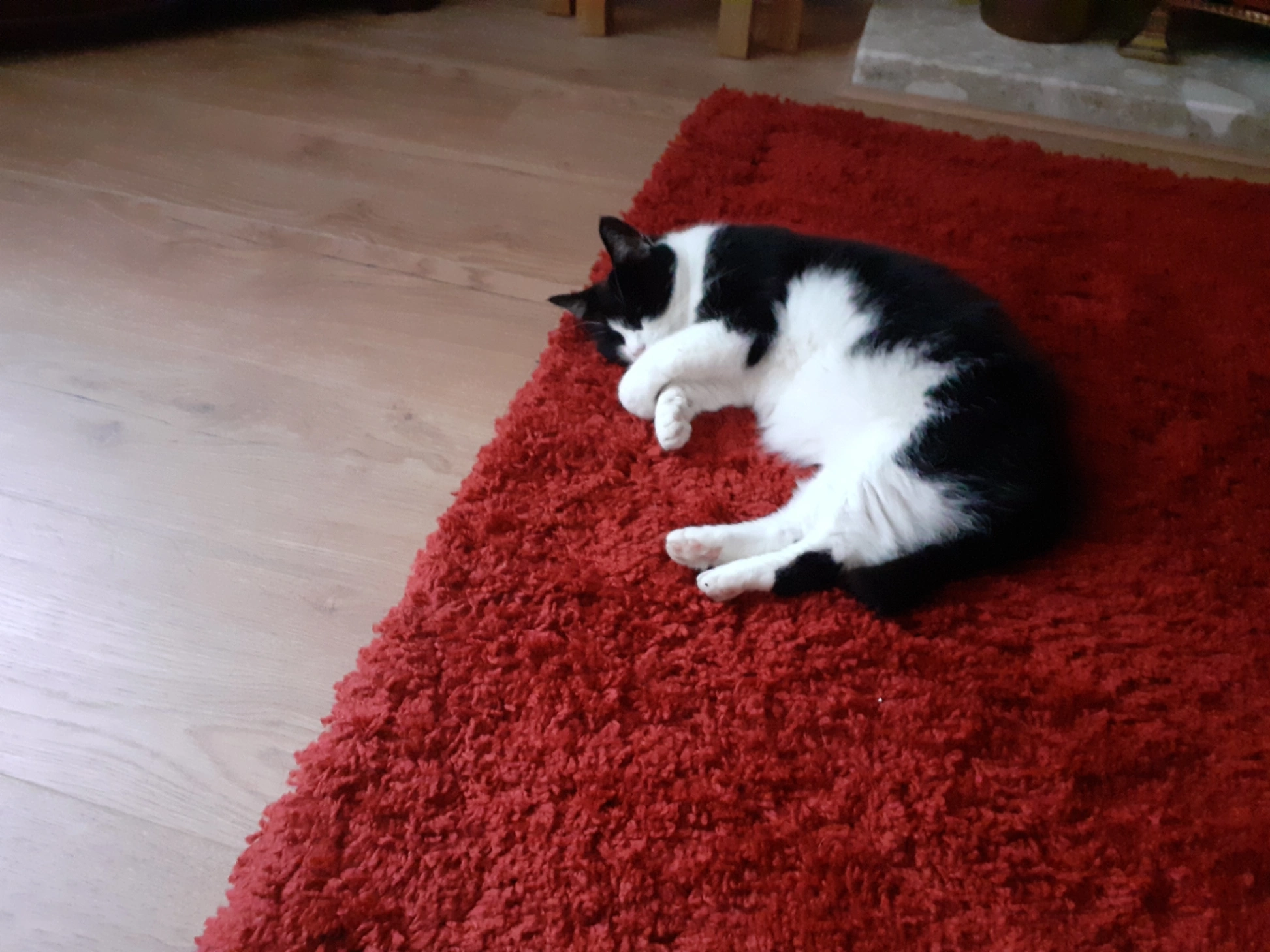 Bella - Crabtree Drive, Bromsgrove