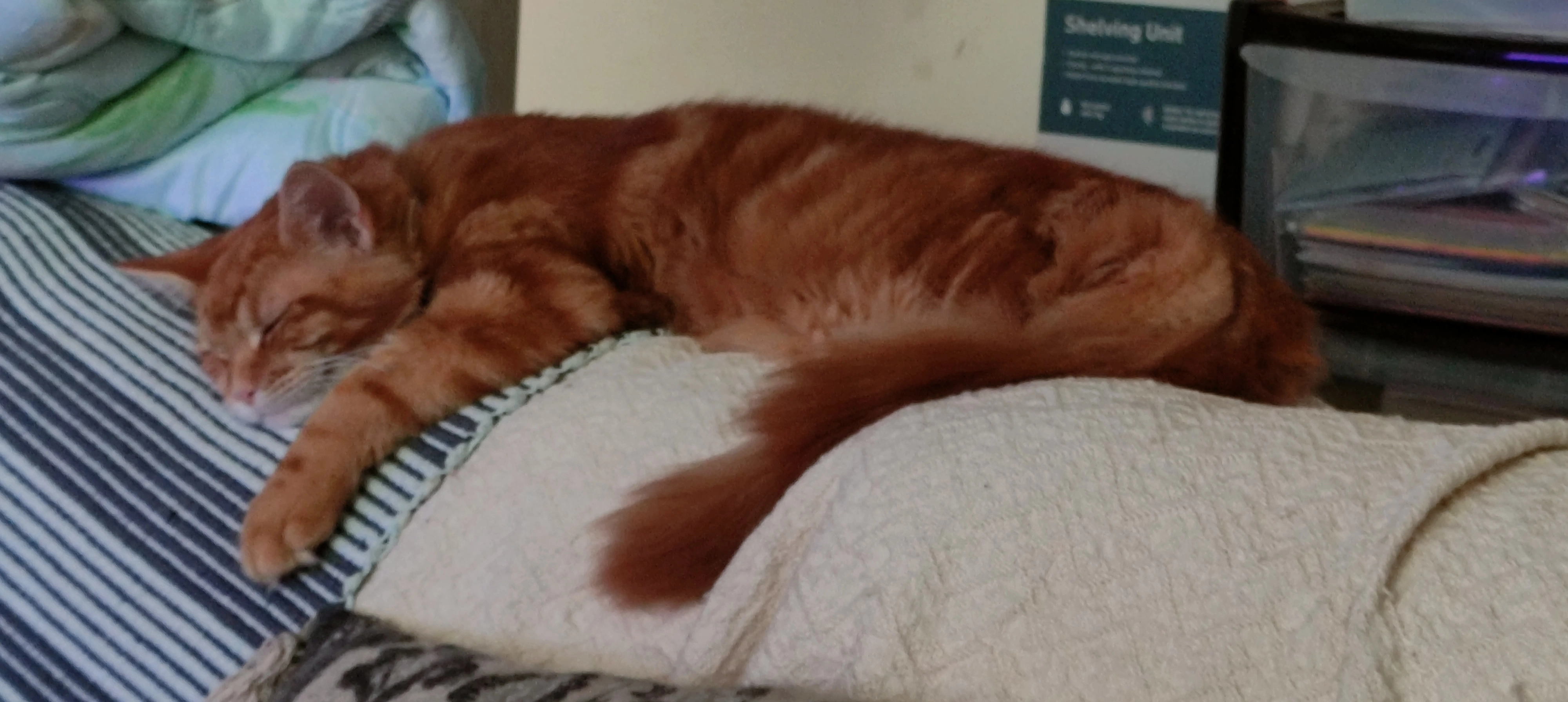 líon - Earnside Farm Cottages, Forres