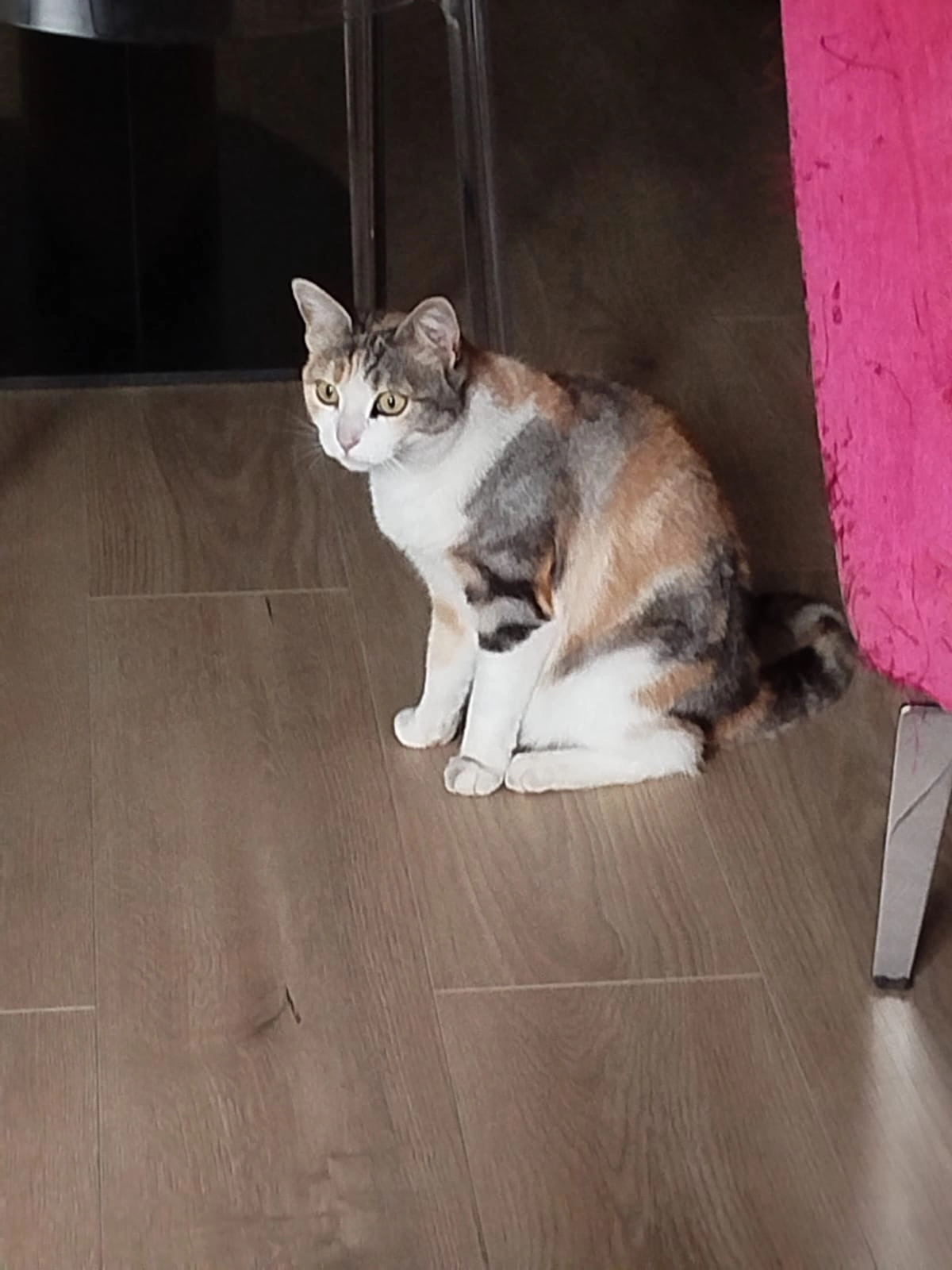 Shiva - Allée La Vallière, Carrières-sur-Seine