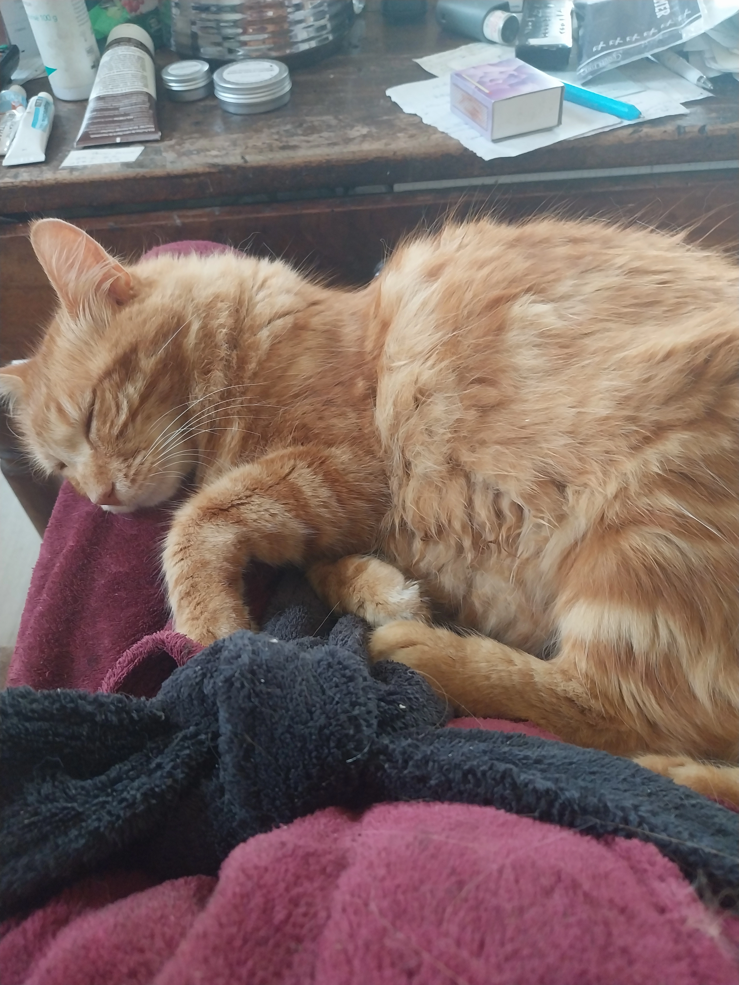 Cesar - Chemin du Bosquet, Beaumes-de-Venise