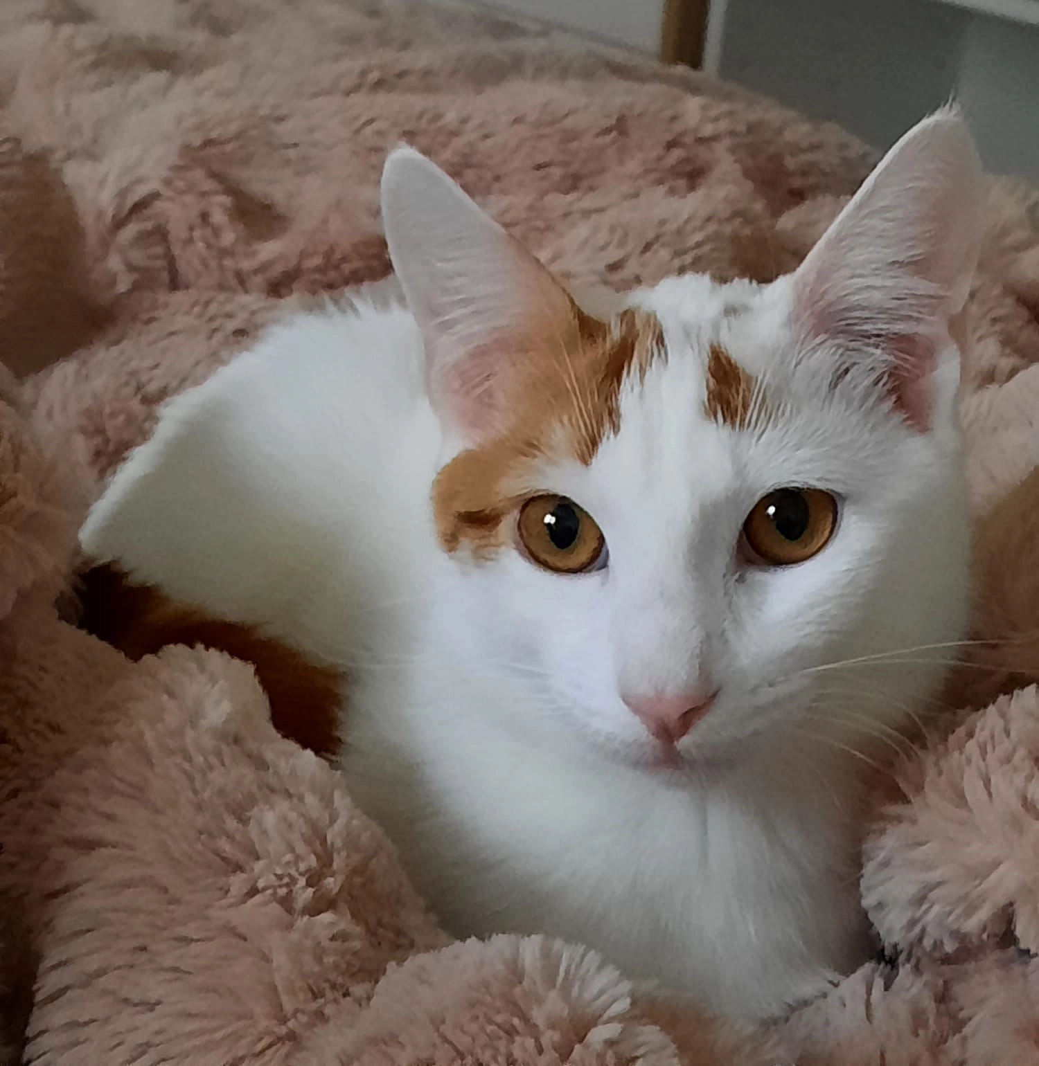 Woody - 52 Rue Féray, Corbeil-Essonnes