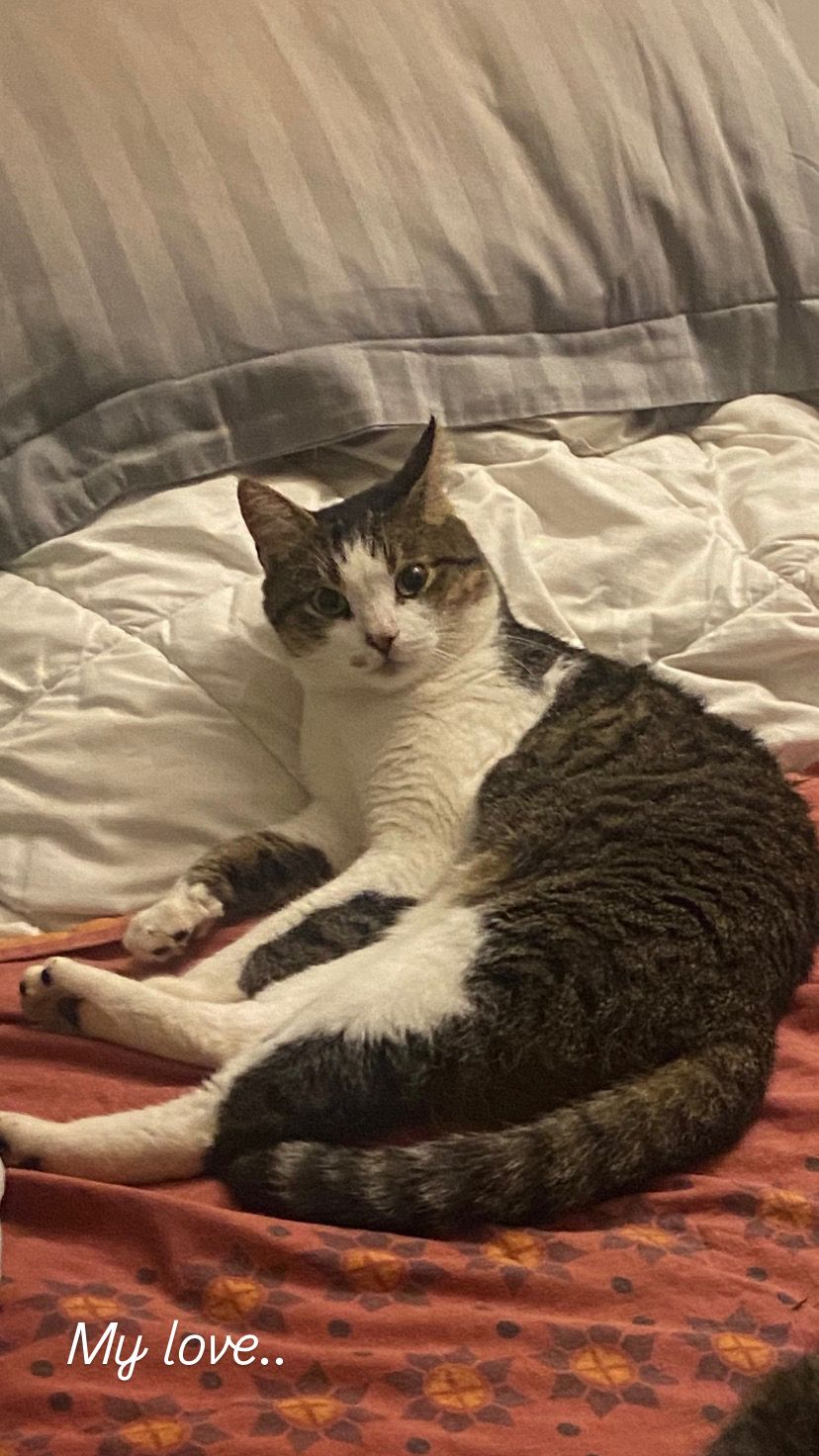 simba - 221 Route des Mines, Cogolin