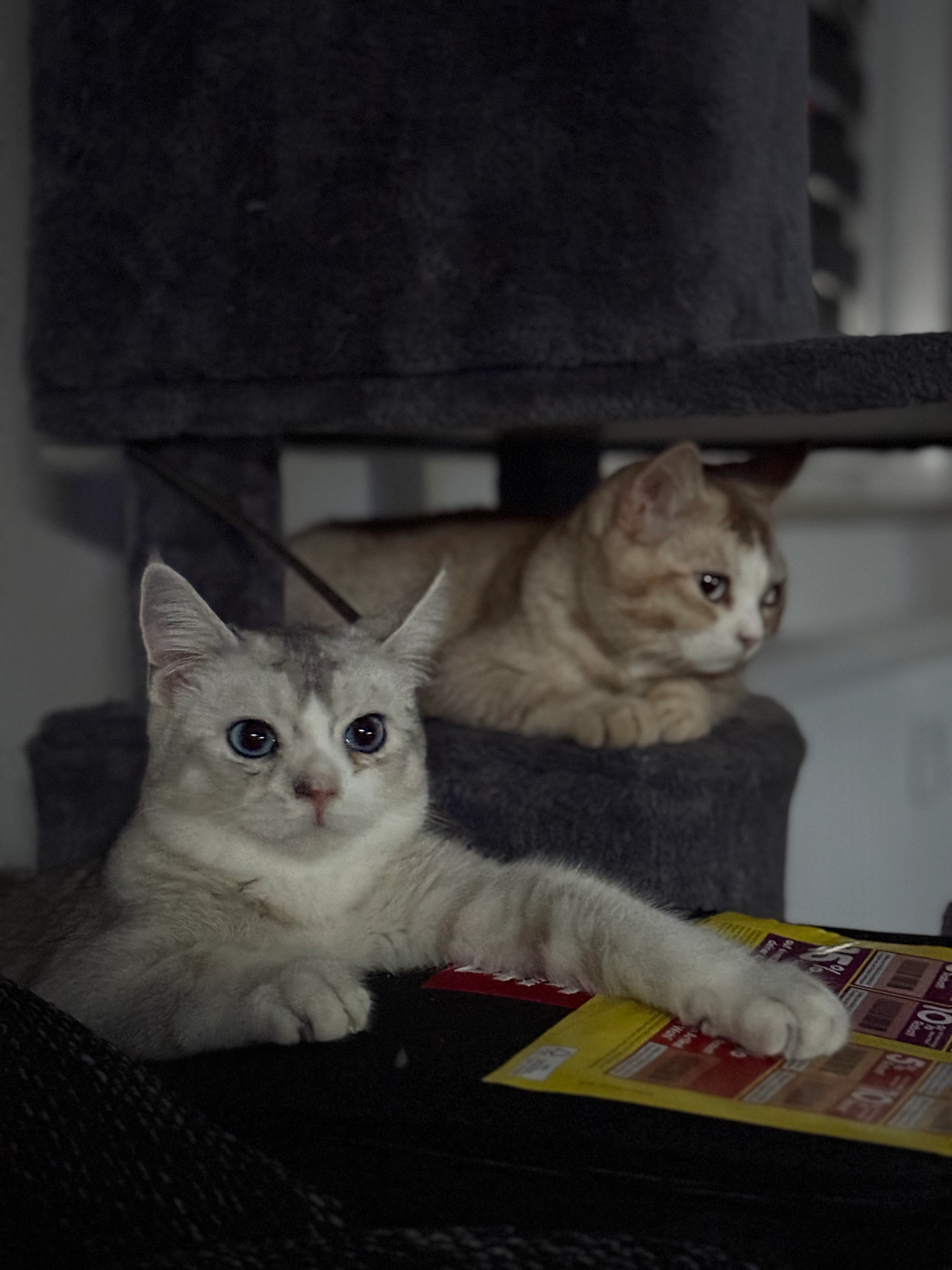 Balu - Mozartstraße, Ketsch