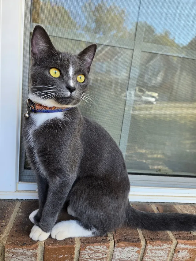 Magic - Blueberry Ln, Conyers
