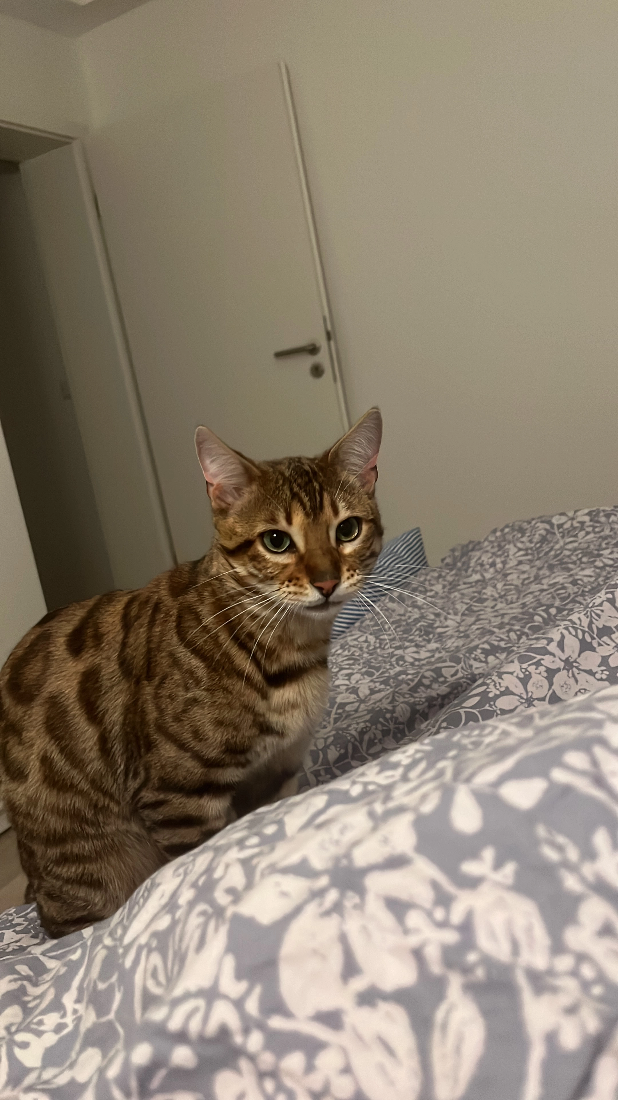 Kara - Sangerweg, Braunfels