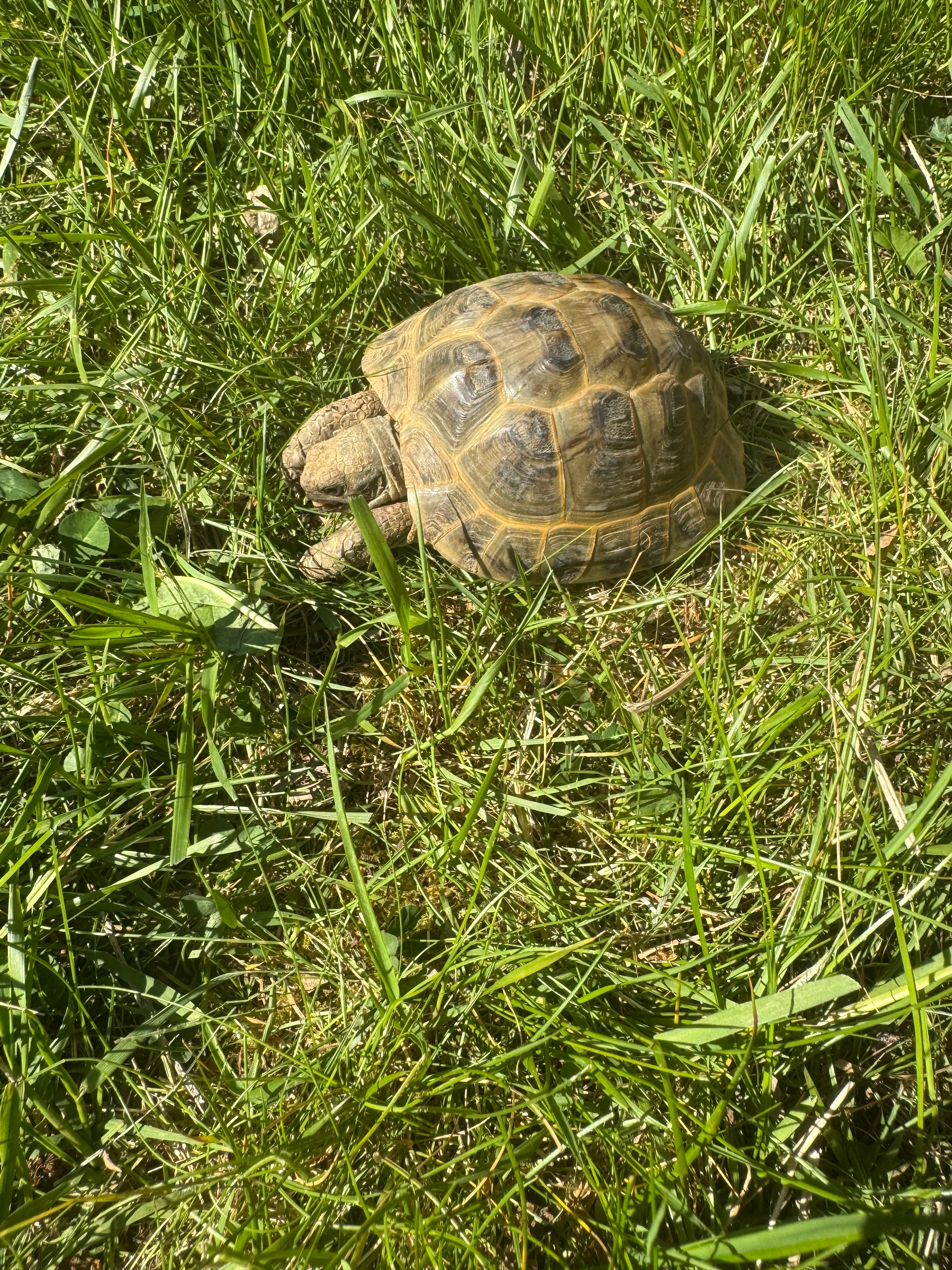 Percy - Fintryside, Dundee