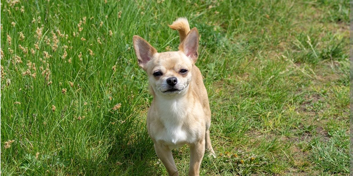 Tomy - Broekstraat, Laarne