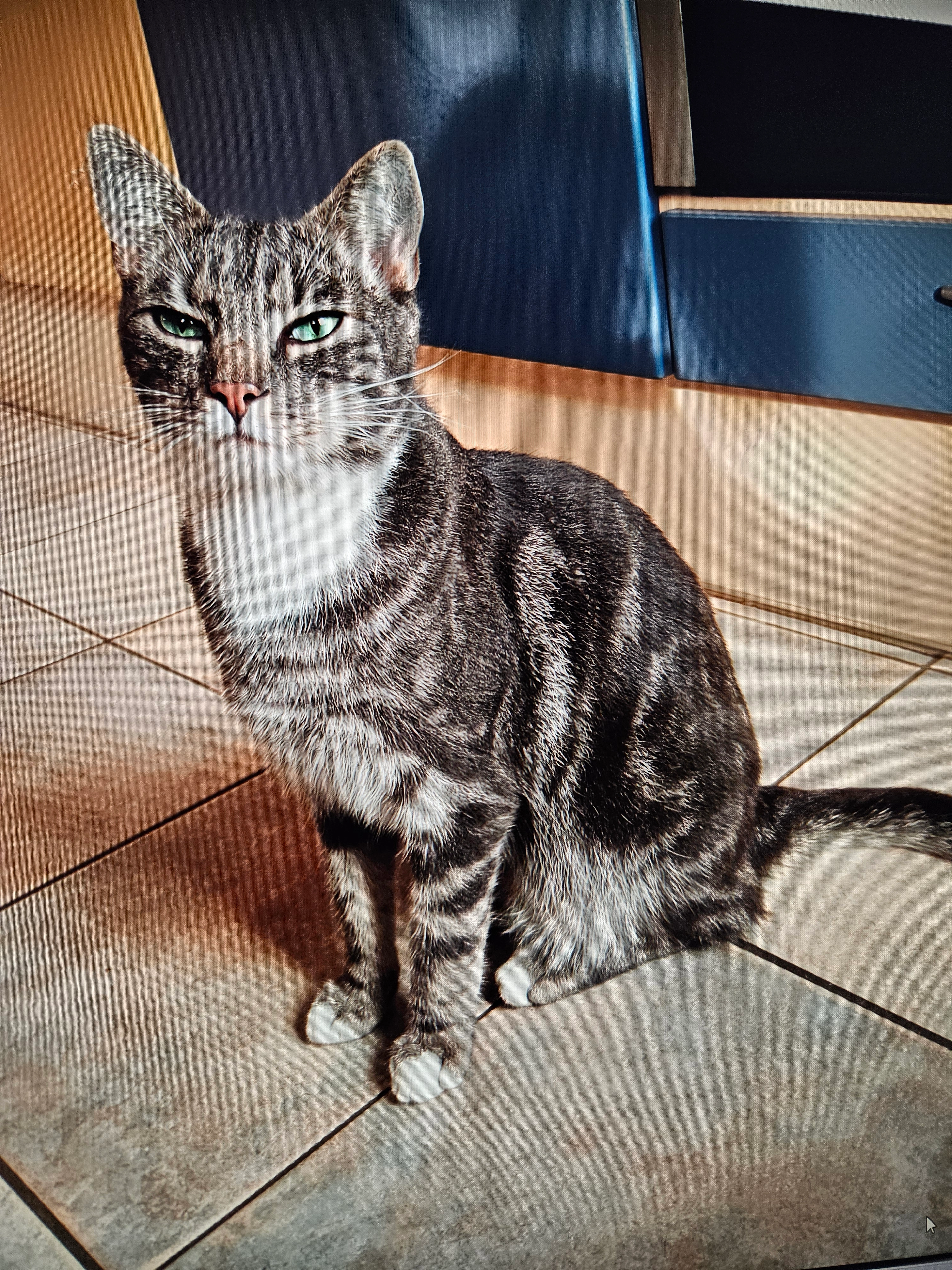 Gismo - Strombergstraße, Bornheim