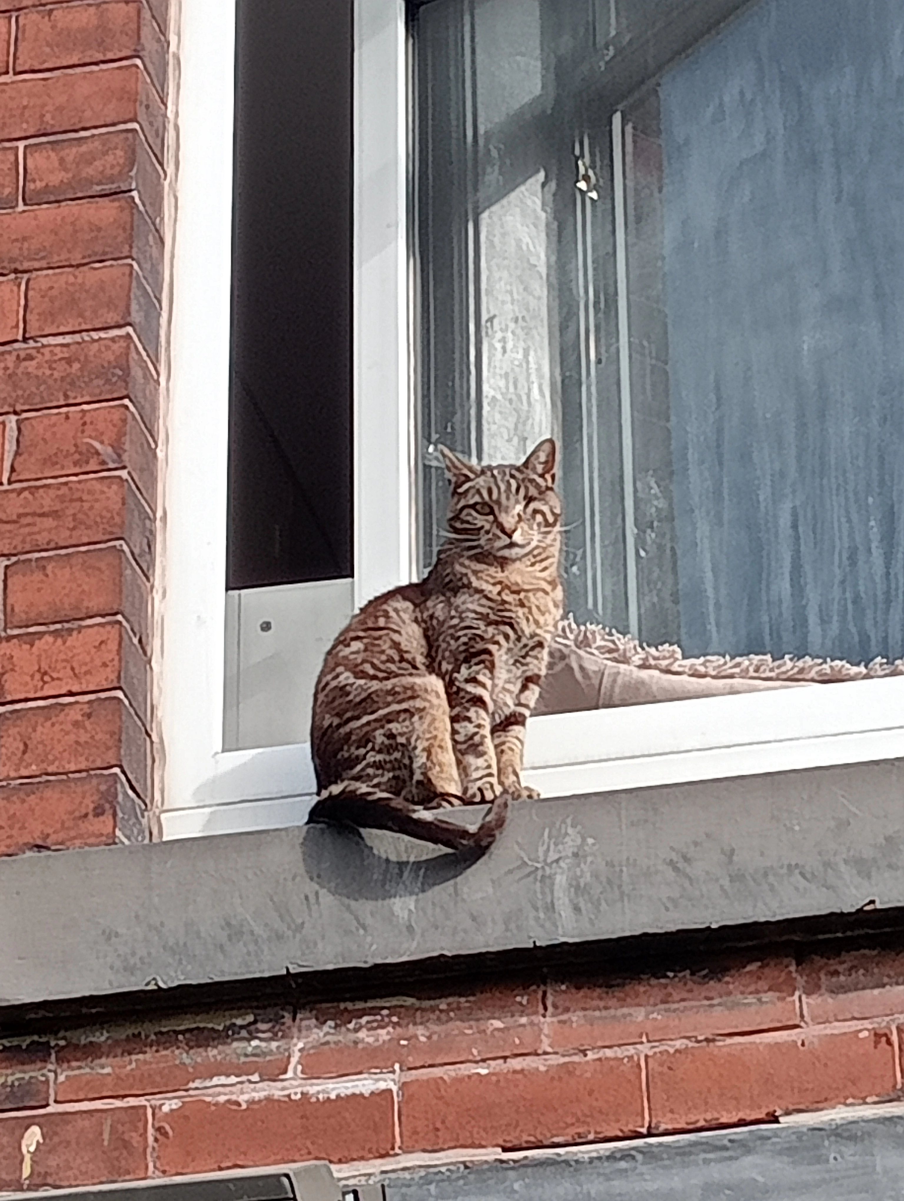 Tigger  - High Barn Street, Oldham
