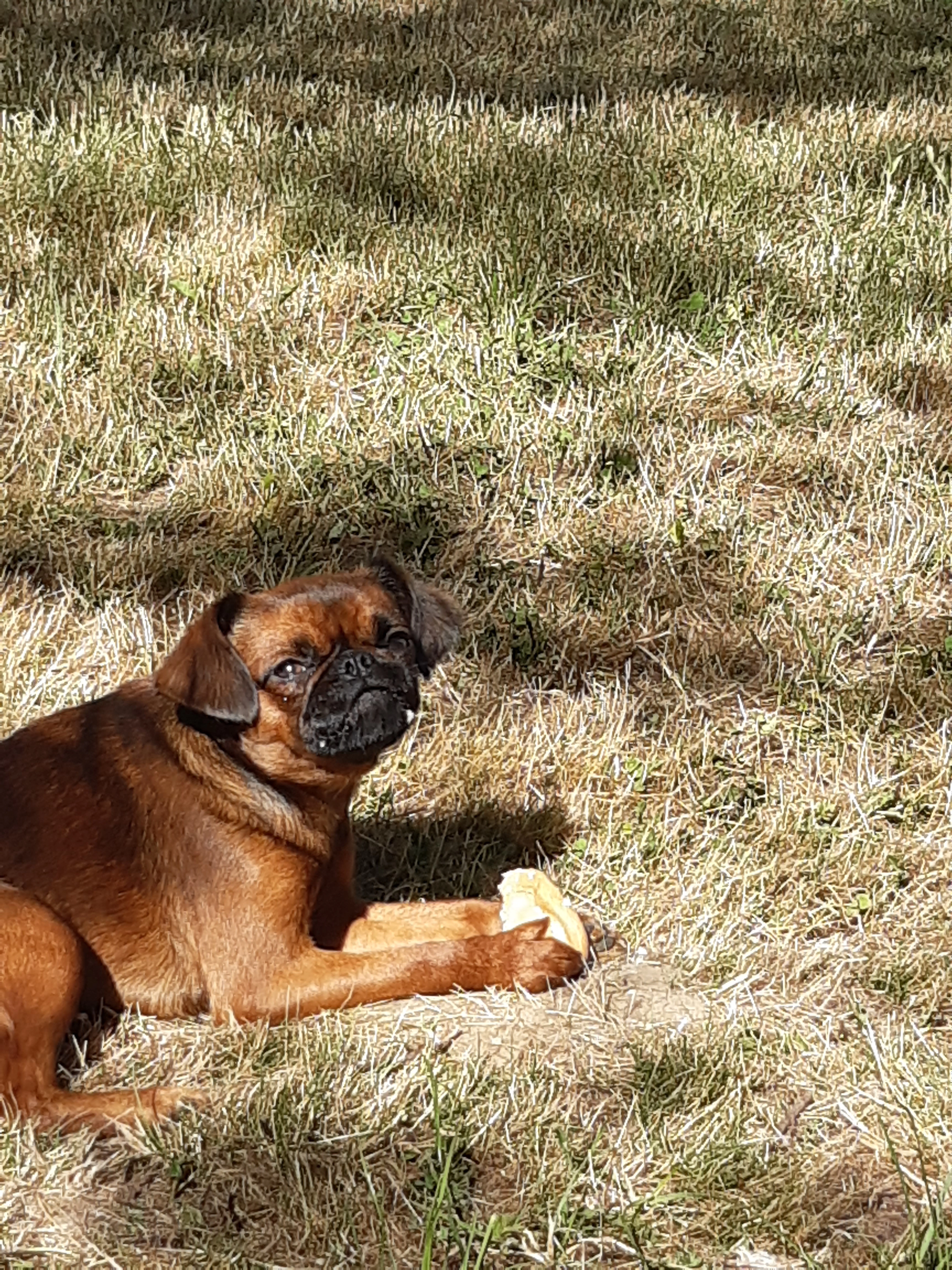 Plume - Rue de la Petite Abbaye, Fréhel