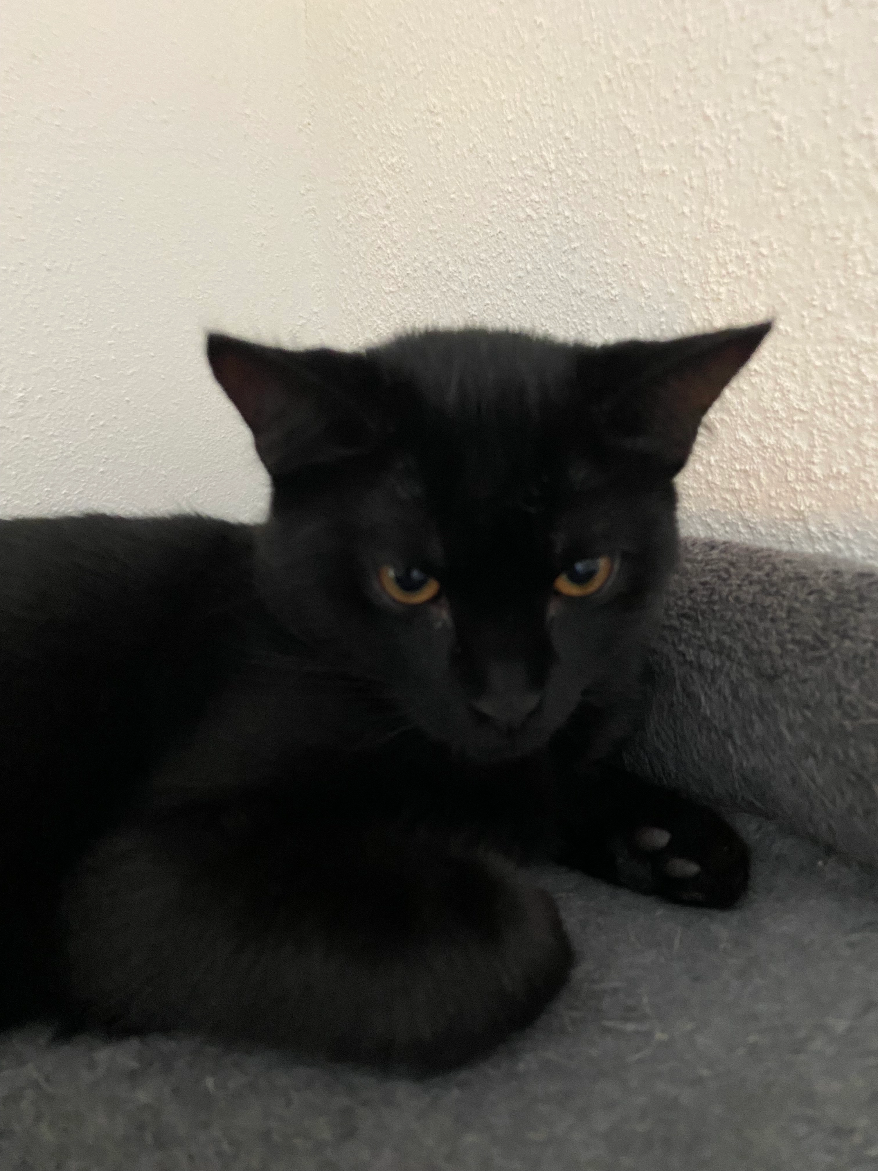 Blacky - Schulstraße, Baumholder