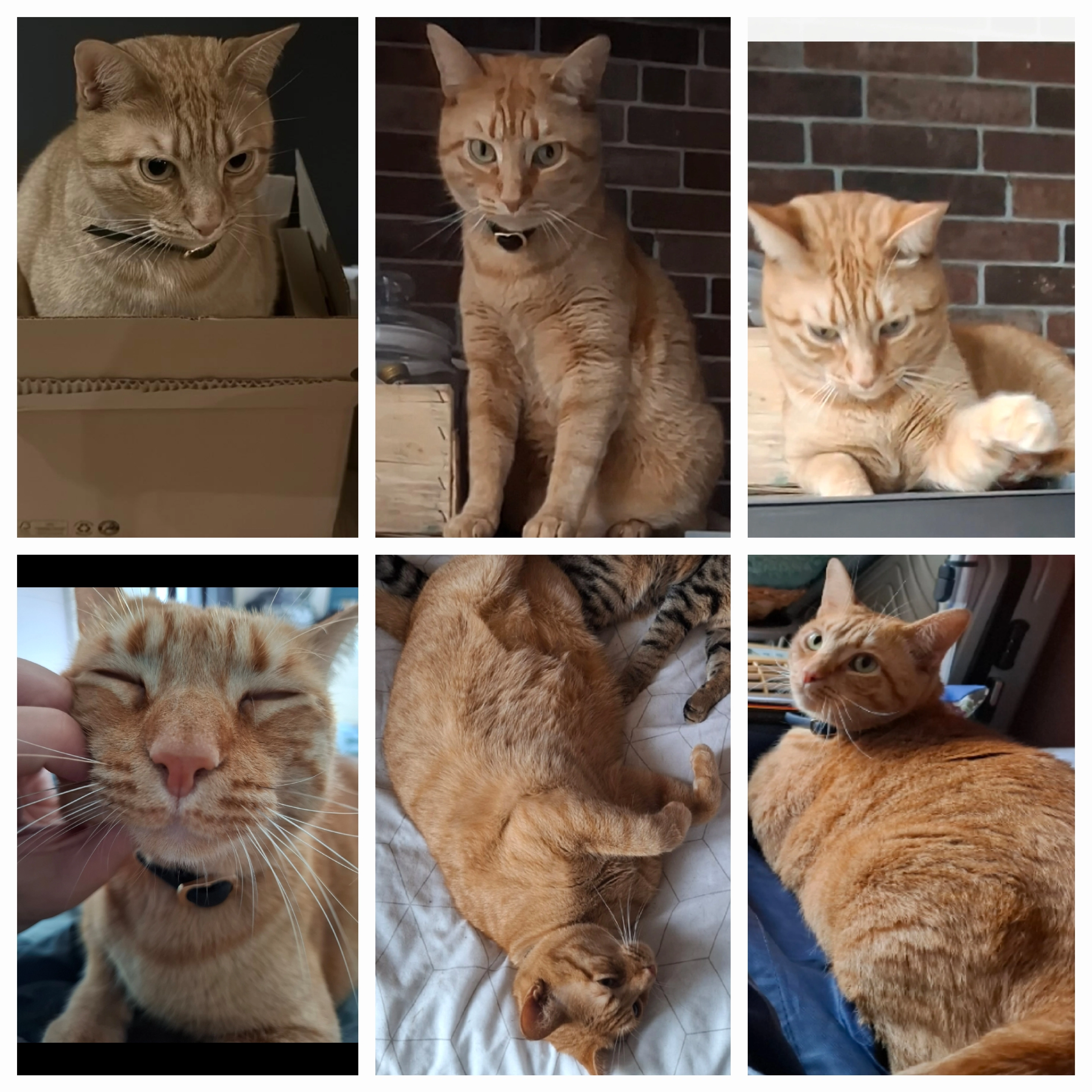 Kira - Rue de Douarnenez, Quimper