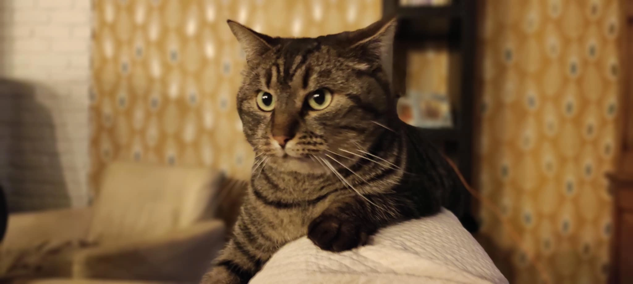 Sapristi - 3 Rue Alain Fournier, Louverné