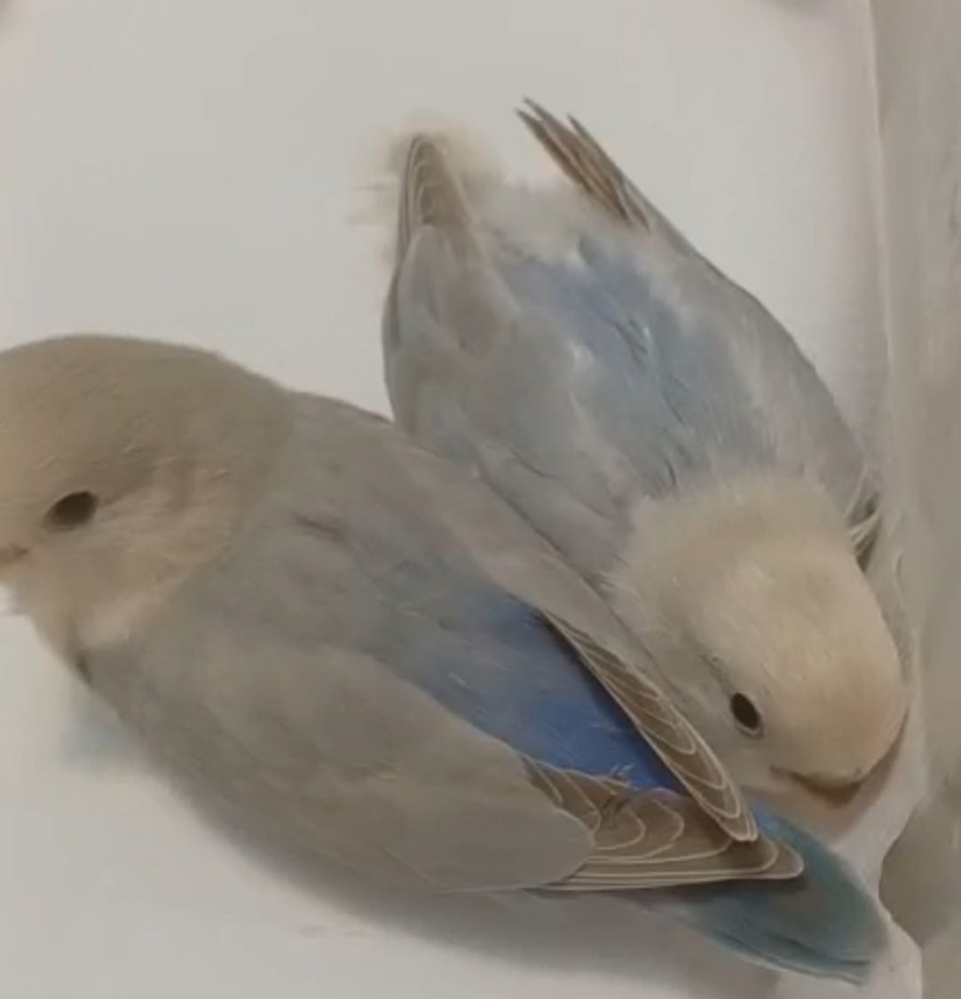 Pit y pity - Carrer Enric Granados, Sant Vicenç dels Horts