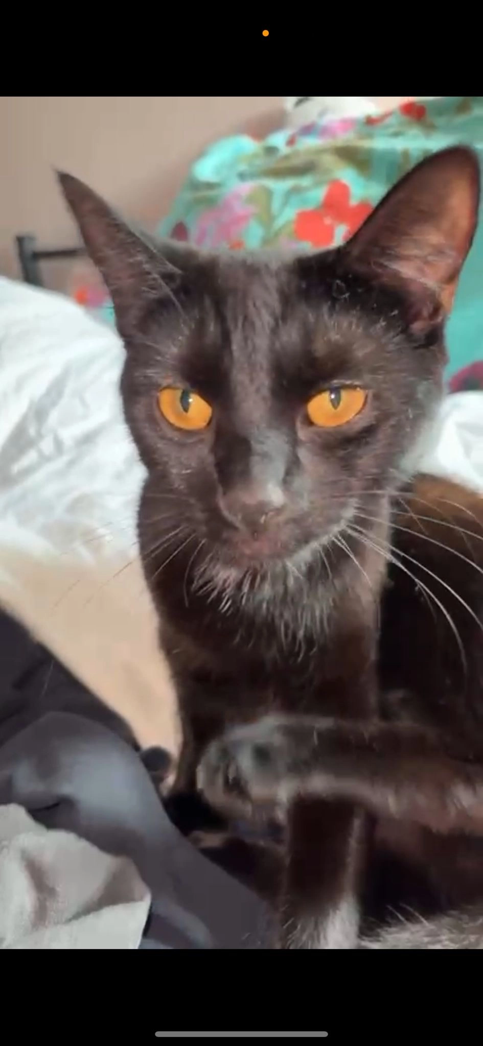 Luna - Carpenters Lane, Tonbridge