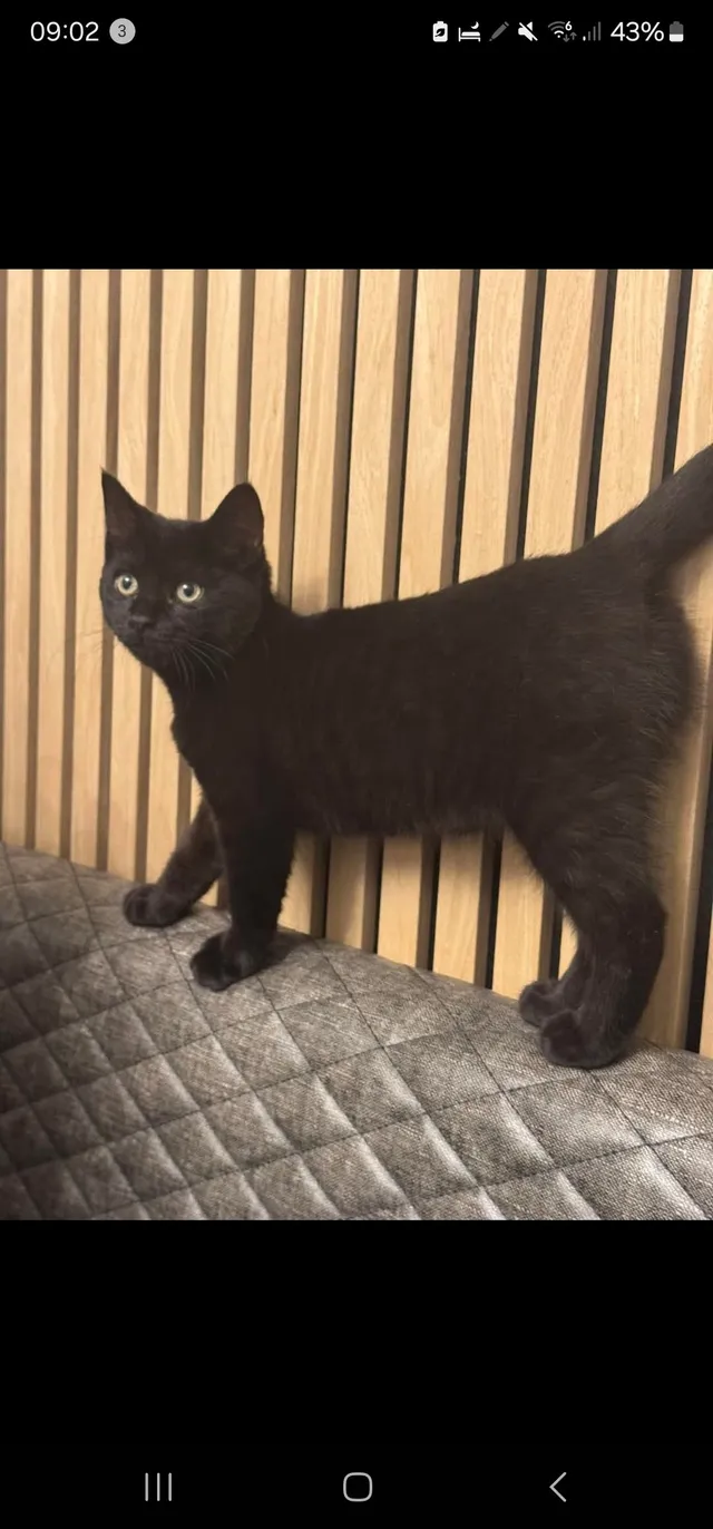 nalah - Fairfield Road, Dunstable