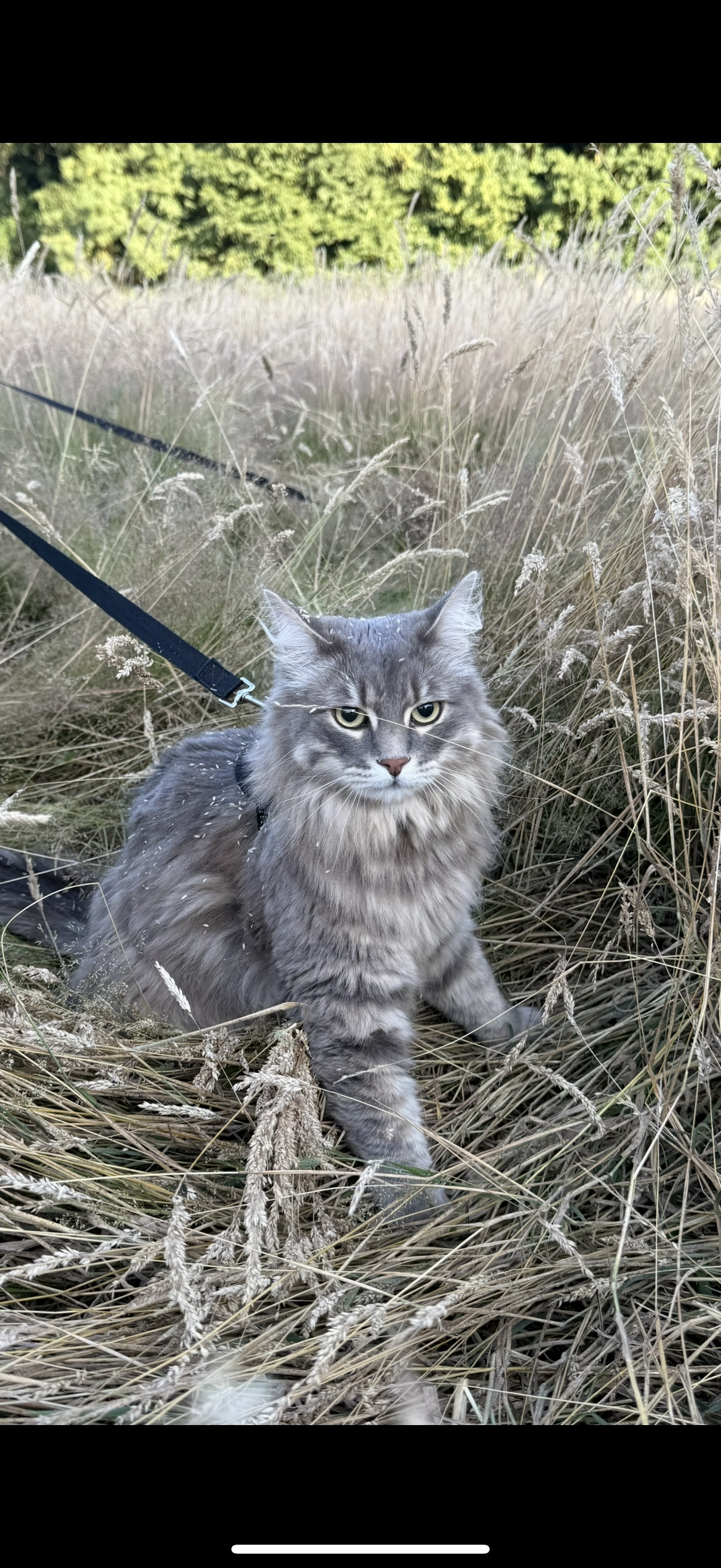 Fenrir  - 48 Rue Laurens de la Barre, Guingamp