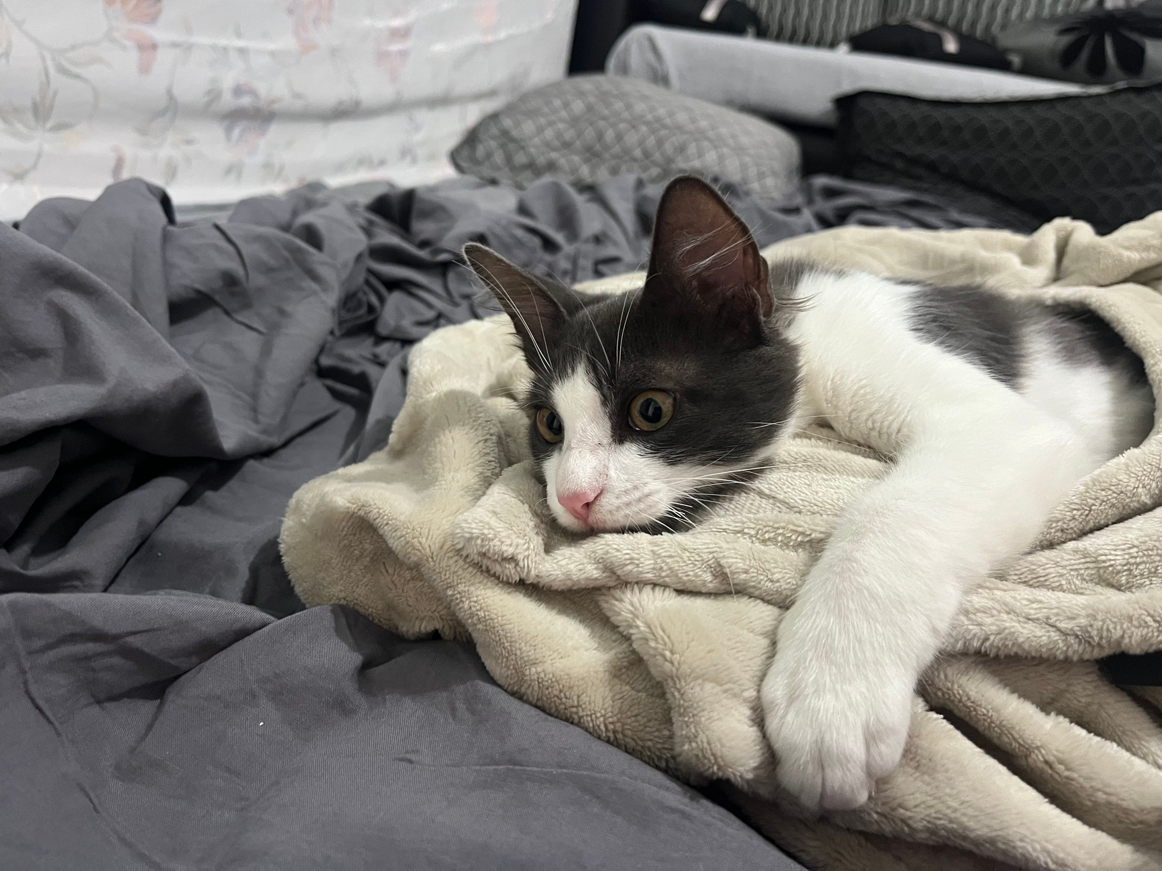 Cristal  - 20, Halq al Wadi