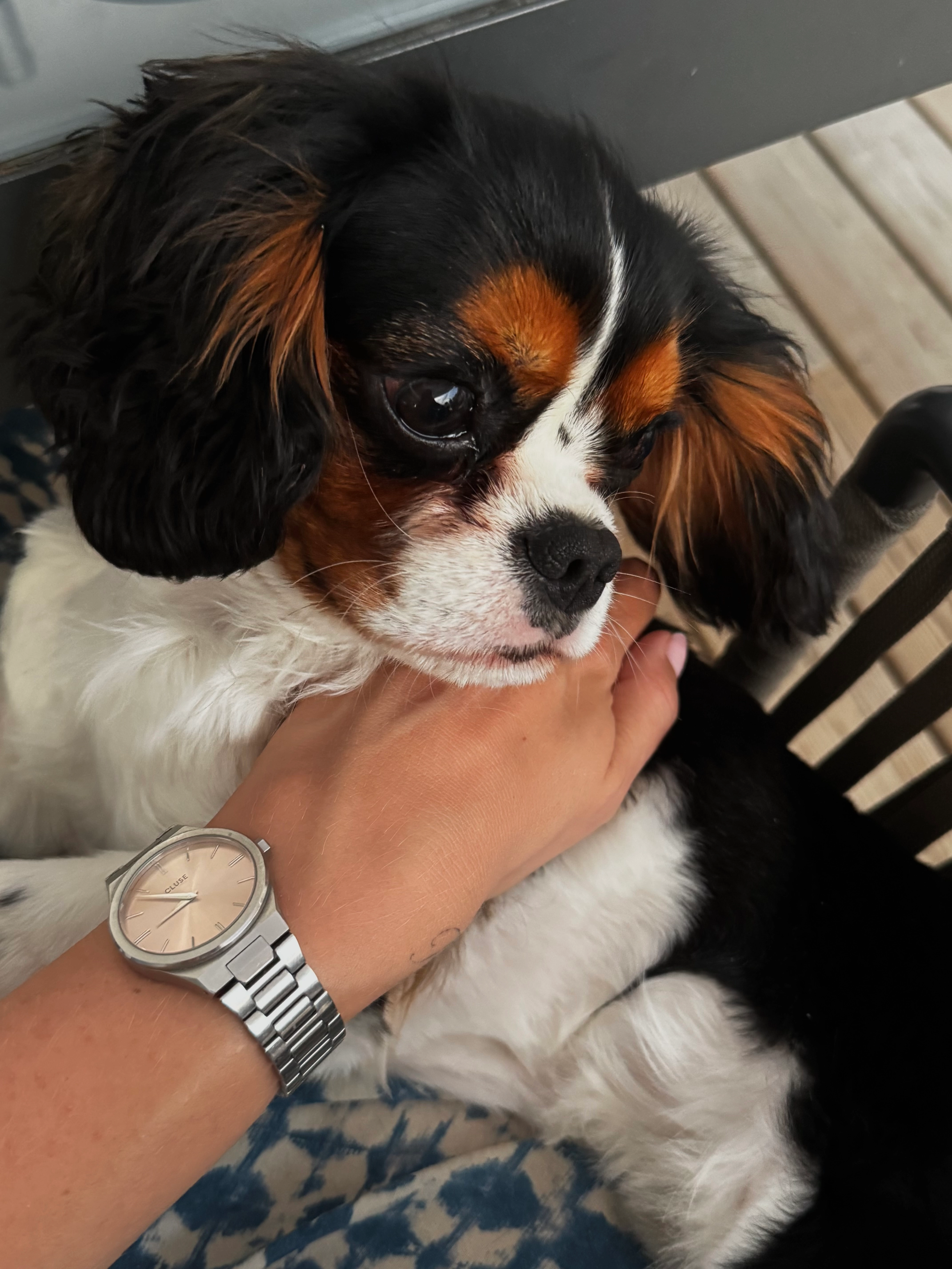 Charly - Route de Bellet, Nice