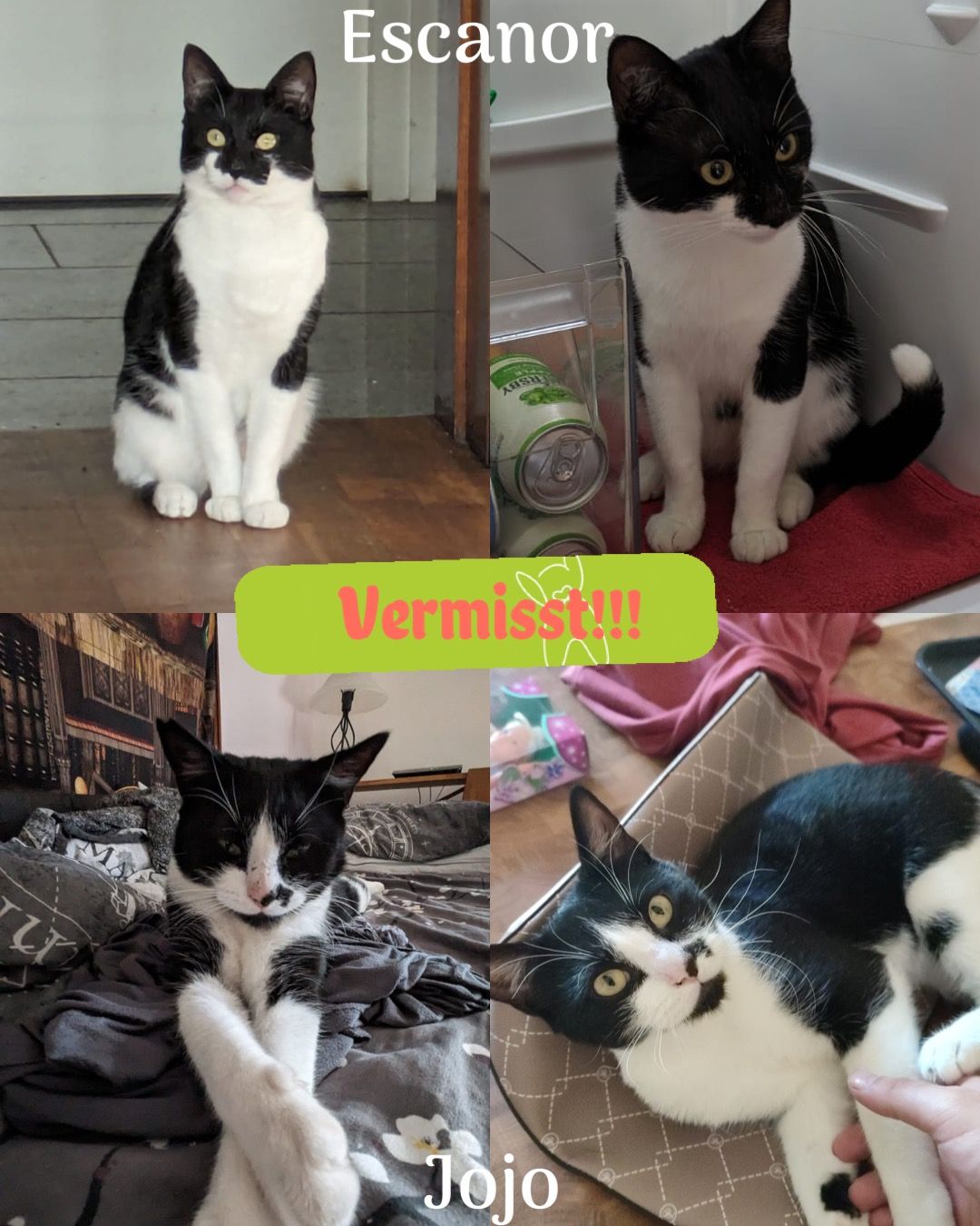 Escanor und Jojo es sind zwei ka - Schulstraße, Breitenfelde