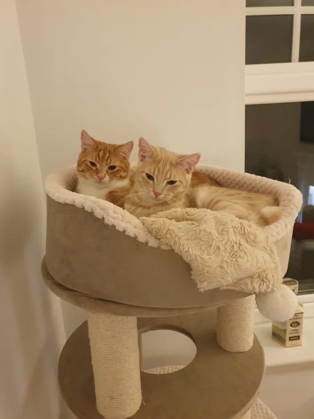 Donny - Freer Drive, Burntwood