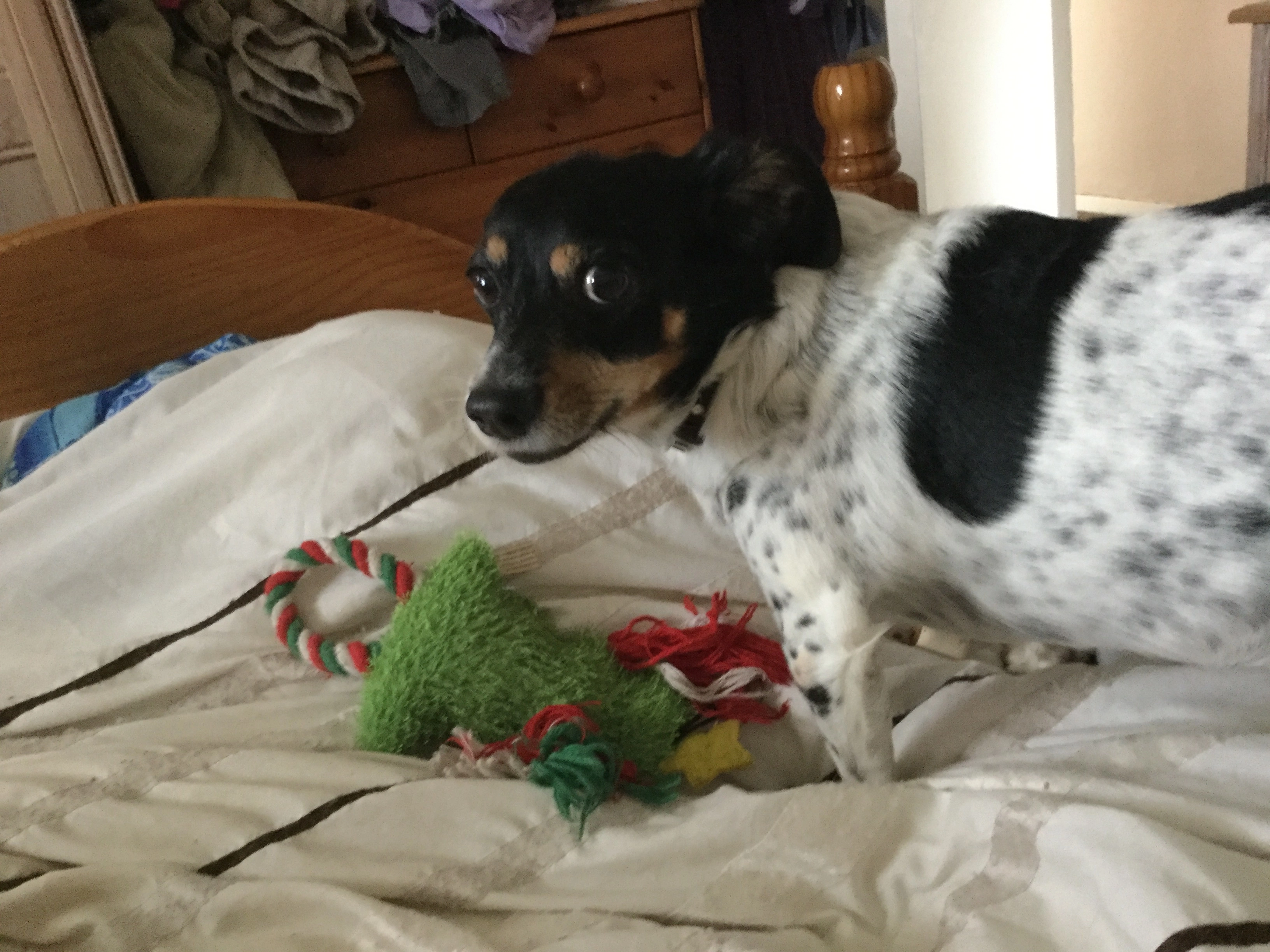 Mimi - Prior Park Road, Ashby-de-la-Zouch