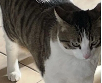 Popcorn - Chemin du Taméyé, Opio