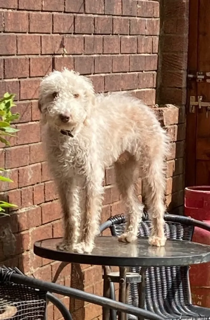 Alfred - Lower Barnes Street, Accrington