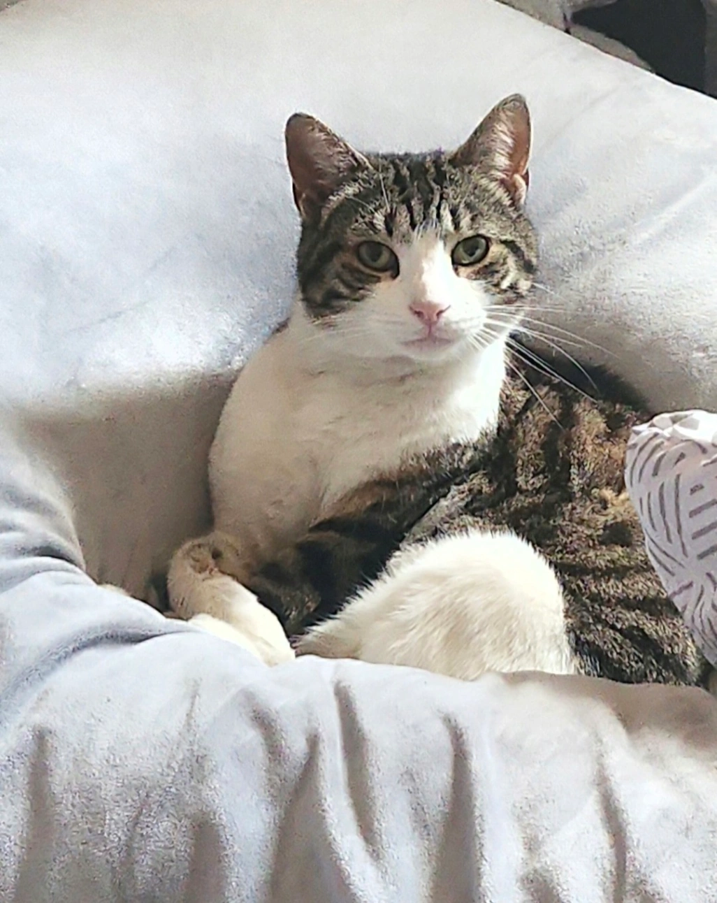 Sammy kebab - Lea Road, Birmingham