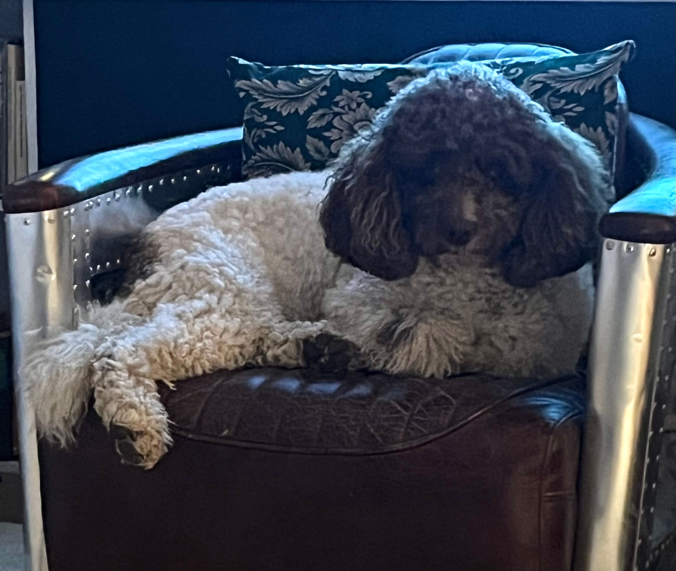 Sadie - Schützenhausweg, Wiesbaden