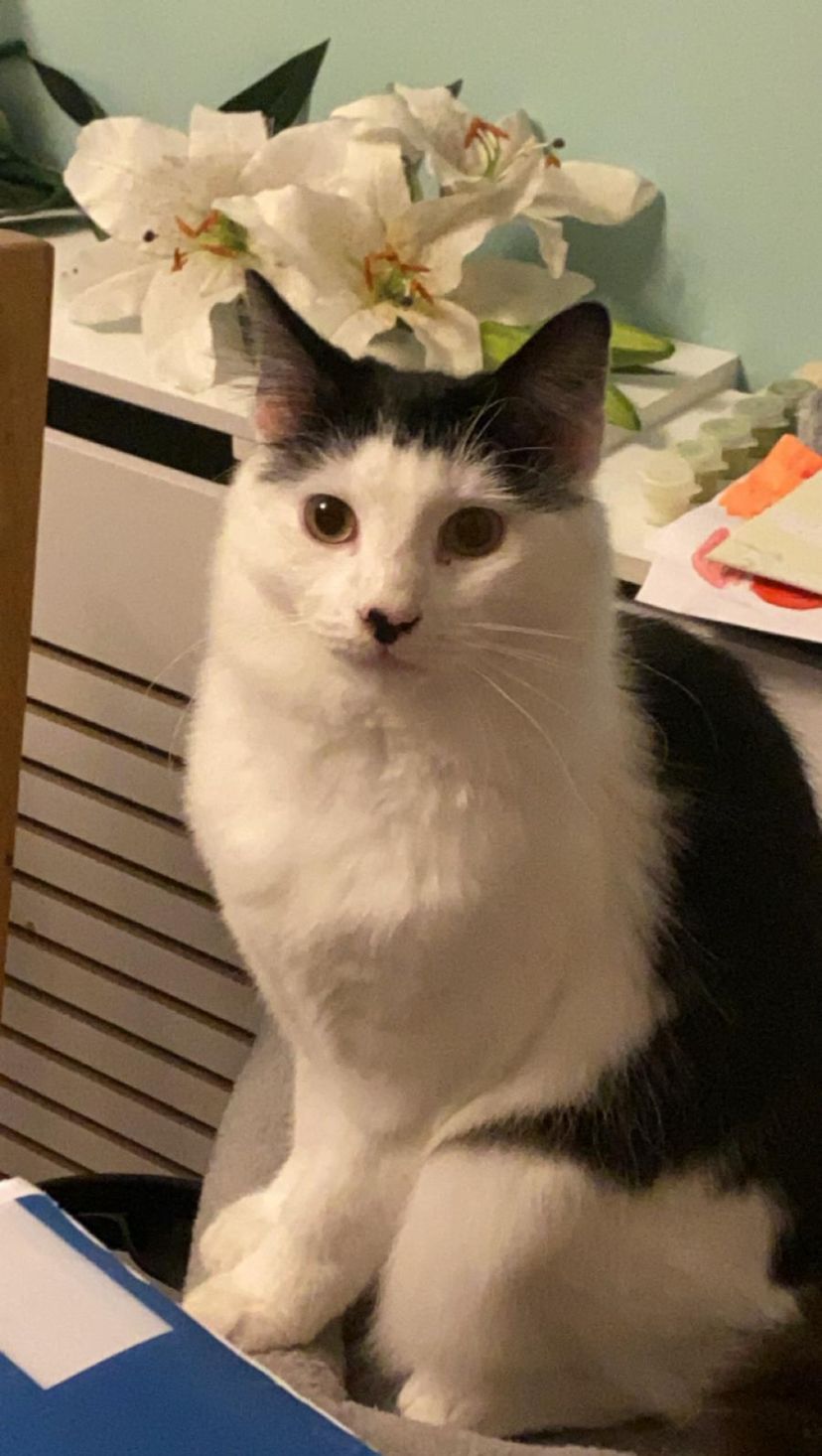 Max - The Park, Lusk