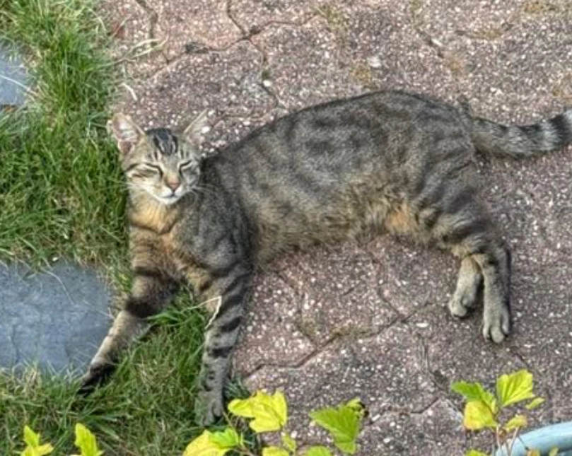 Will - Rue Georges Brassens, Imphy