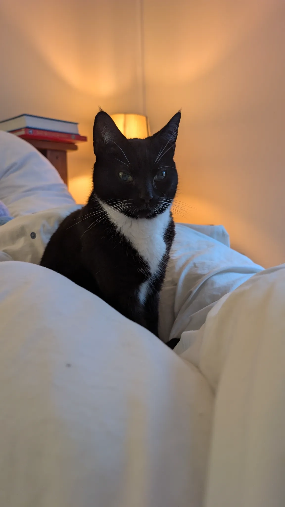 Luna - Pembroke Close, Taunton