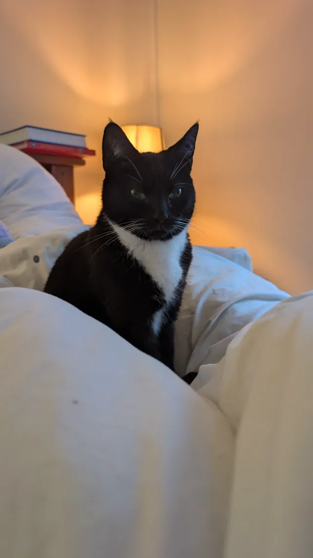 Luna - Pembroke Close, Taunton