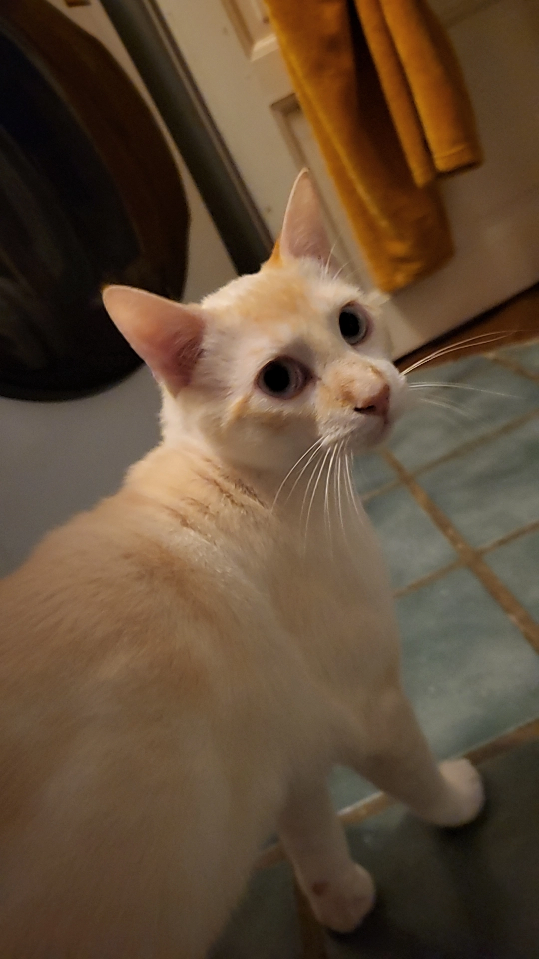 Nougat - Place de l'Église, Mariol