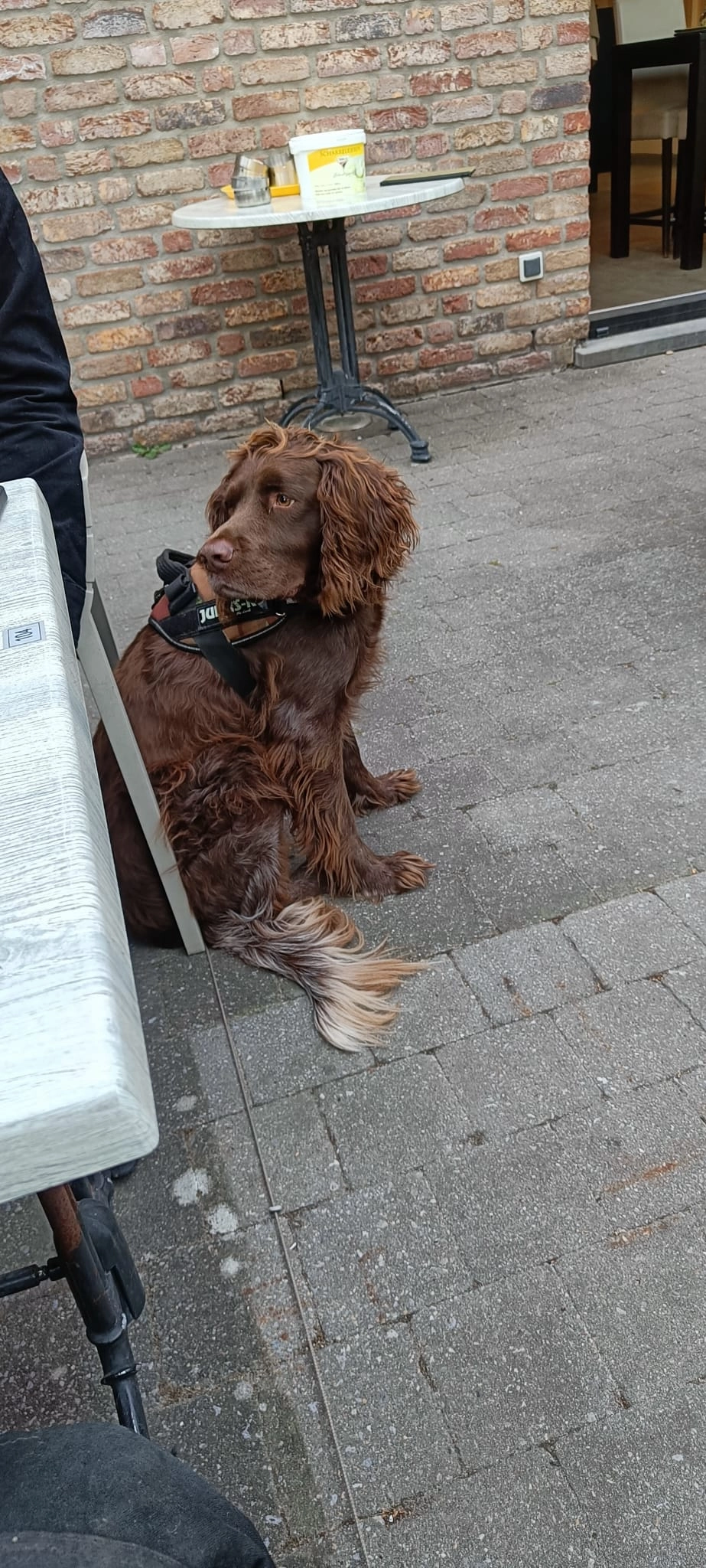 Duvel - Brogelerweg, Peer