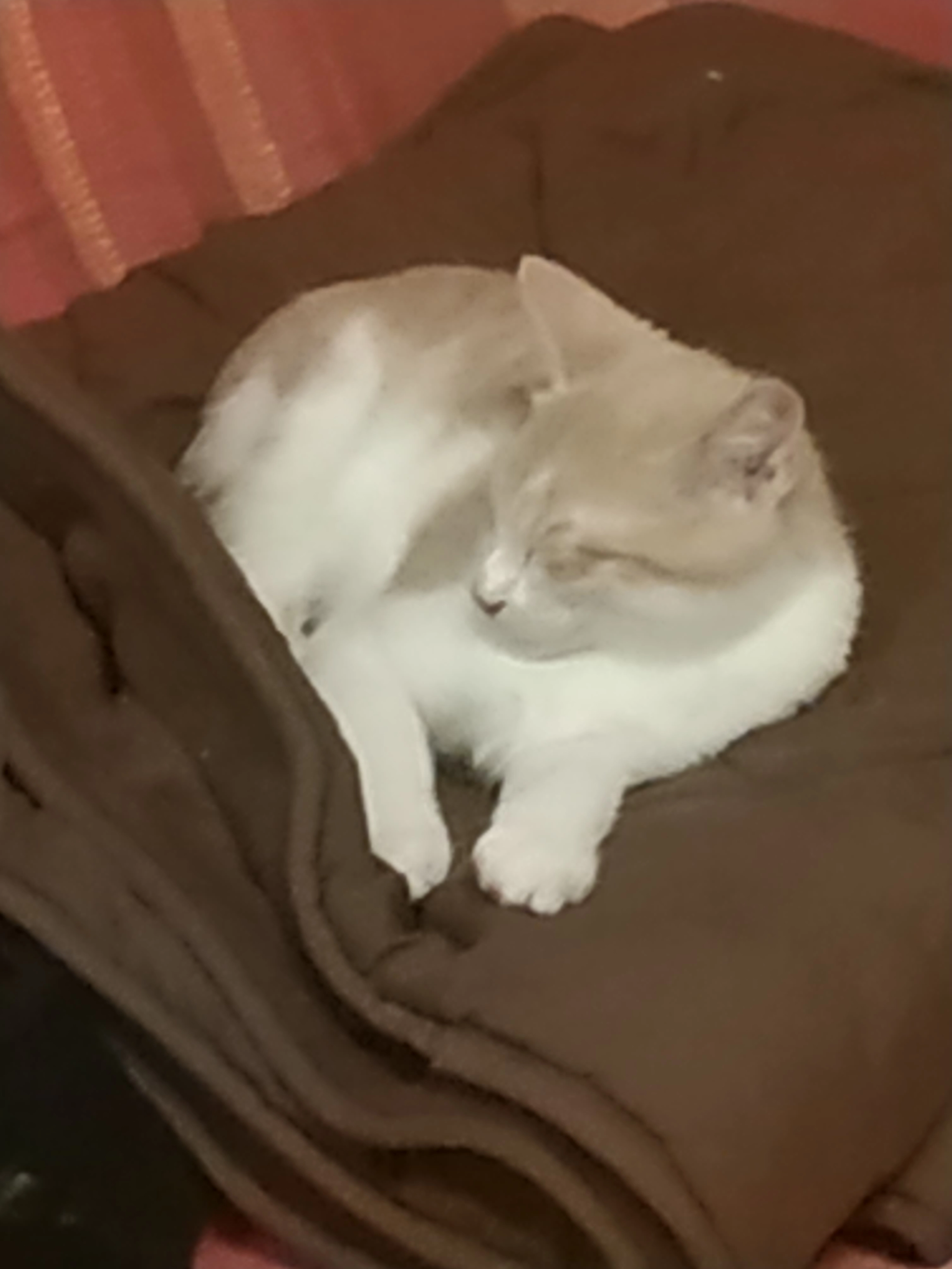 Willy - Rue Des Œillets, Ohnenheim