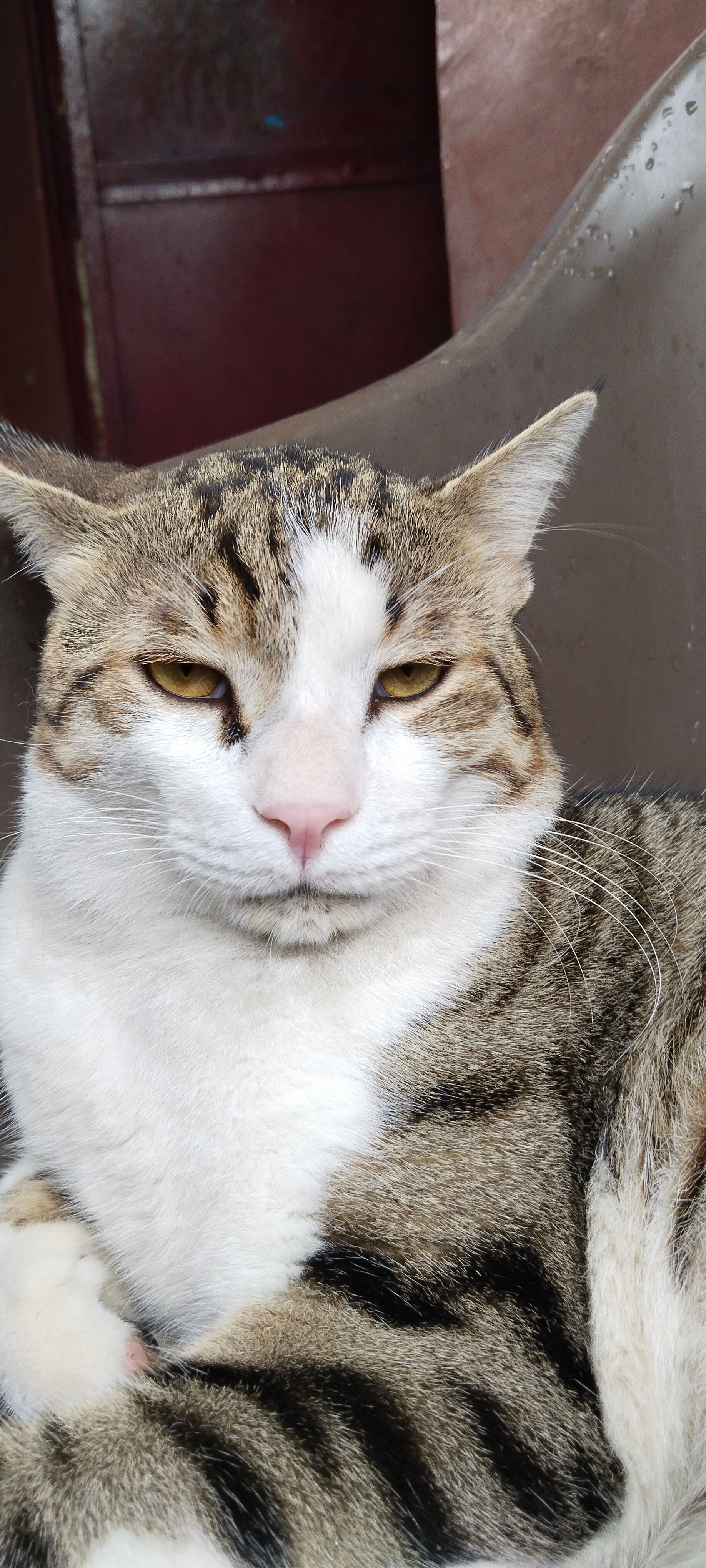 Maggie  - Jogging Track, Bhopal