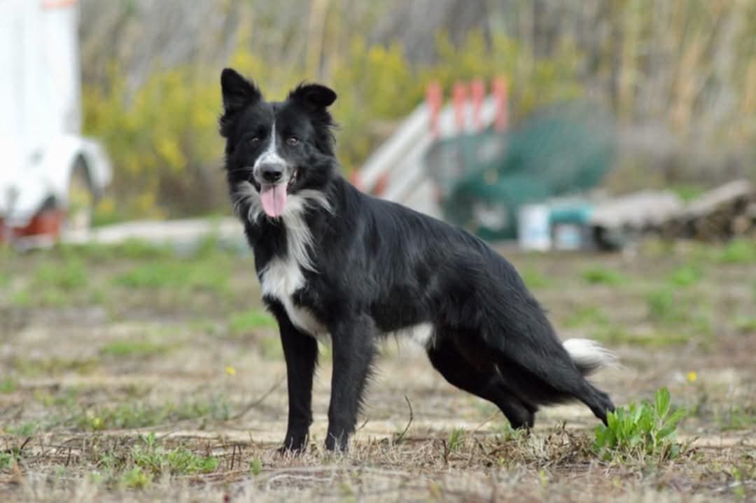 Sherkhan - D 8, Villeneuve-de-la-Raho