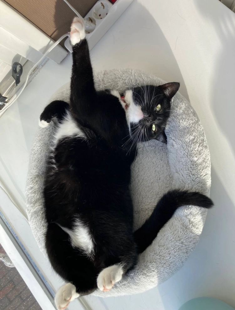 Blacky - Graaf Edzardstraat, Appingedam