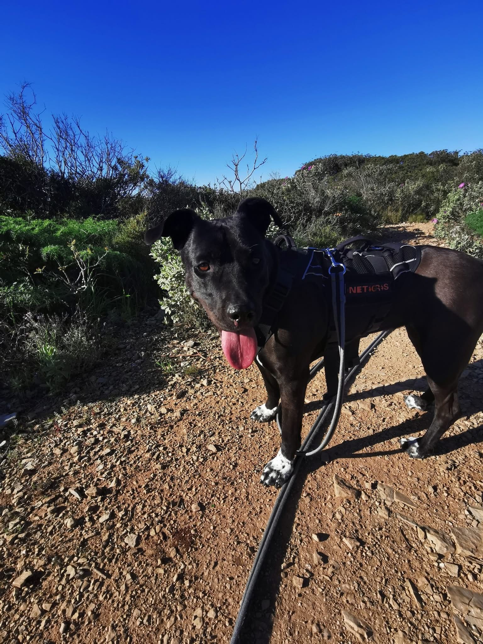 Bianca - 34110, Mireval